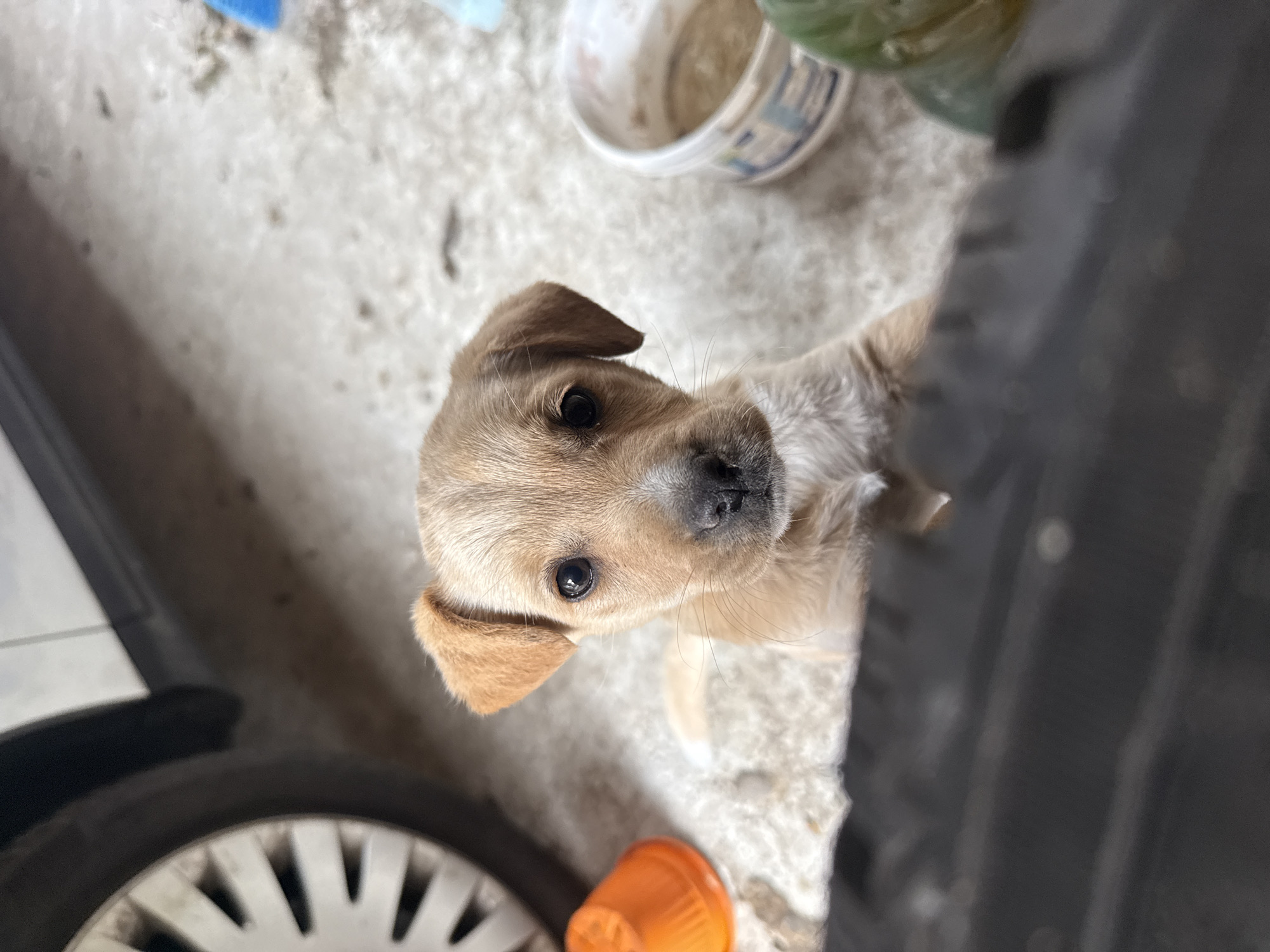 A tan puppy with black eyes is looking up at the camera. The puppy is near a car tire and an orange plastic cup on a concrete surface. A white bucket is also visible. The location is Parvomai, Bulgaria.