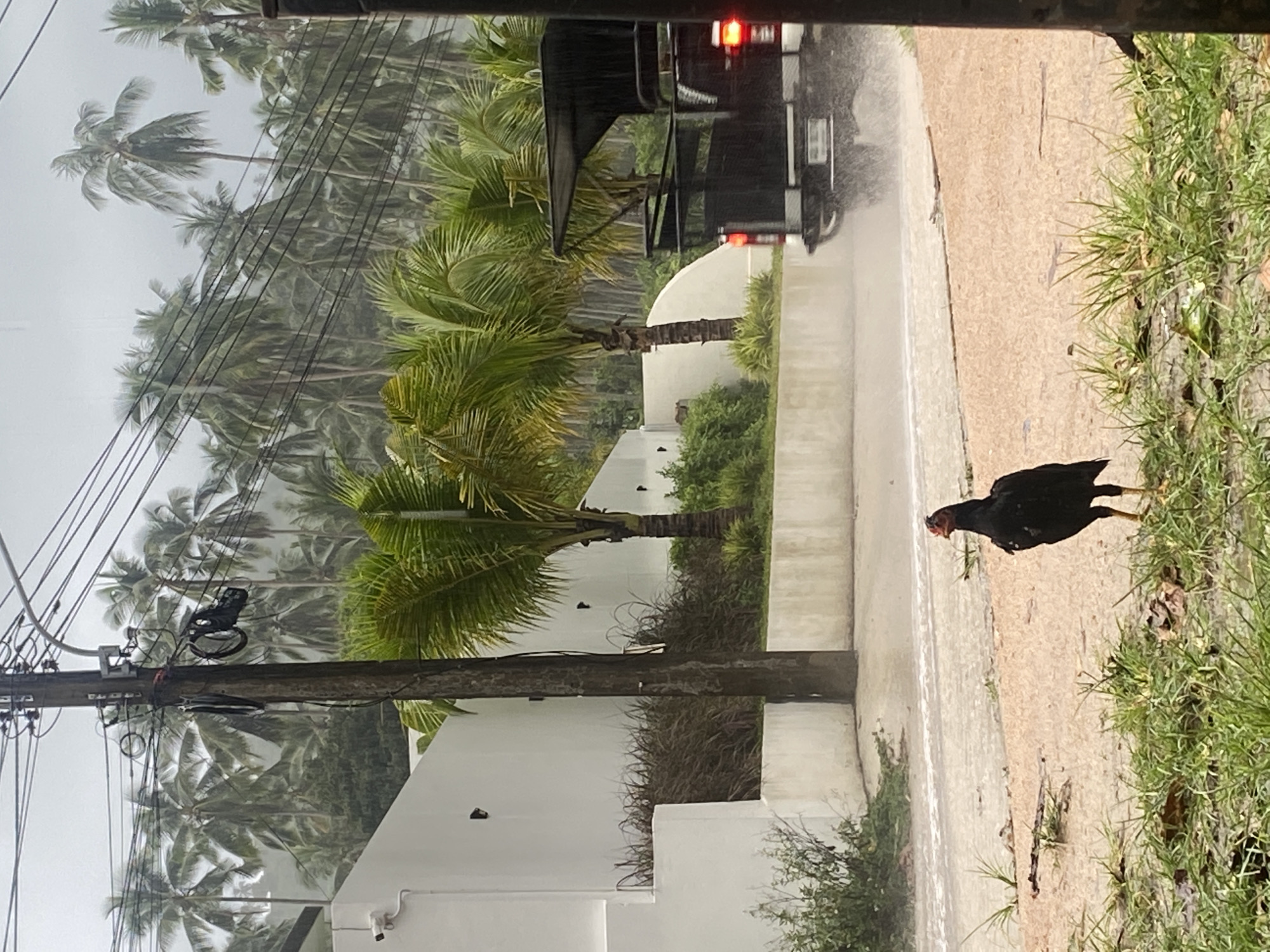 In Baan Lamai, Thailand, amidst a downpour, a lone black chicken stands on a wet, sandy road, facing the viewer. Behind it, a light-colored wall encloses a grassy area and several palm trees. A dark-colored utility truck with a canopy, its brake lights illuminated, is driving through puddles on the road, creating spray. Electrical wires and a utility pole are visible in the foreground and middle ground, with a dense forest of palm trees forming the backdrop under a cloudy sky.
