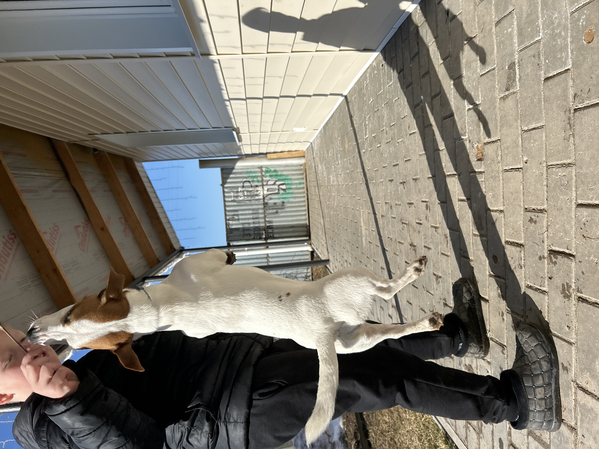 A medium, full outdoor shot depicts a white and brown Jack Russell Terrier interacting with a young person in what appears to be a residential area. The dog, stretched out and possibly resting on the person's lap or chest, has its head close to the individual's face, suggesting affection or interaction.
The young person is dressed in a black jacket and black pants, and their face is partially visible. They are holding or supporting the dog.
The location seems to be an alleyway or narrow space between two buildings. The architecture includes siding, possibly vinyl, and the ground is paved with rectangular cobblestones. The shadow of a figure is visible on the paved ground, indicating a sunny day.
The setting appears to be somewhere in the city of Уральское, Russia, based on provided context, although specific details to confirm the exact location within the city are absent. The weather seems bright, which indicates the potential season, as well.