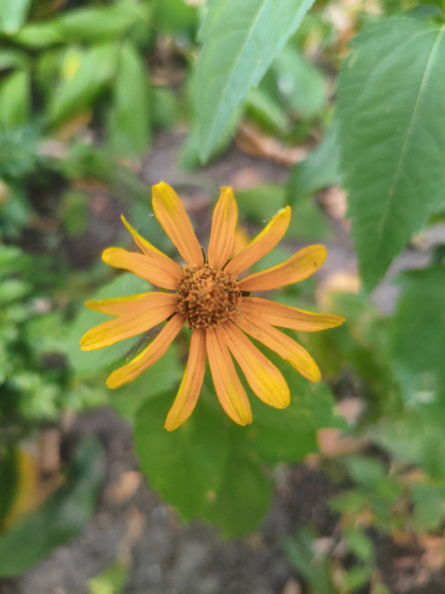 A single, bright orange flower with a brown center is in full bloom, positioned centrally in the frame. The flower has numerous thin, pointed petals radiating outwards. The background is a soft, out-of-focus blend of green foliage and brown earth, suggesting an outdoor natural setting. The lighting is even, with no harsh shadows. The image does not contain any identifiable landmarks or details that would allow for specific location identification within Kremenchuk, Ukraine.