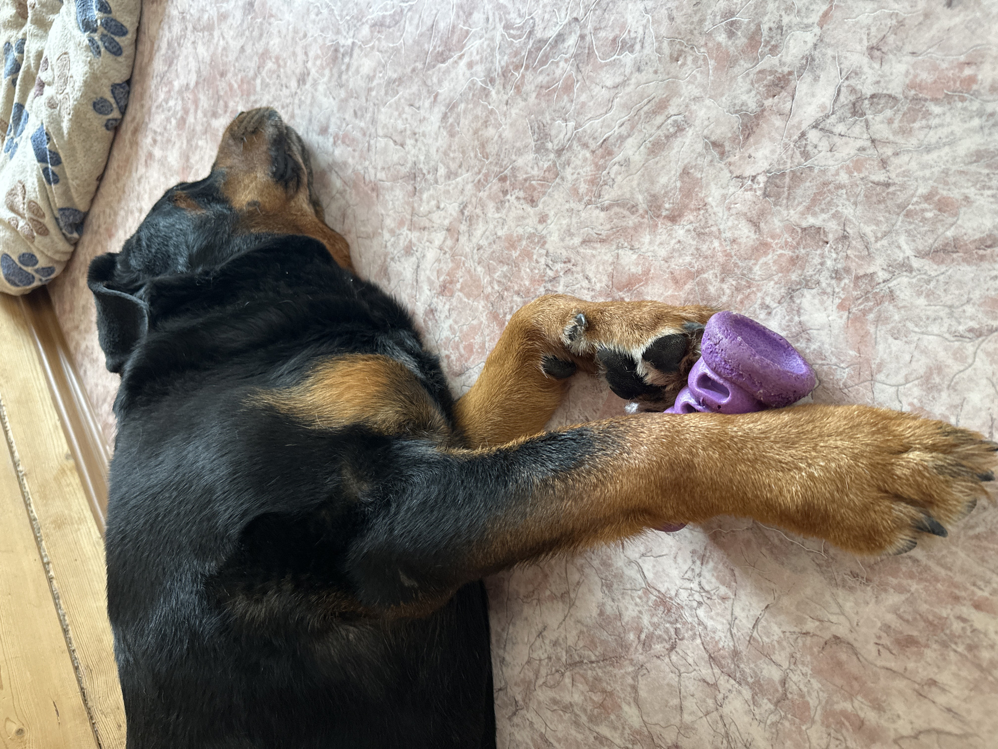 A black and tan Rottweiler lies on a beige, patterned floor with a patterned dog bed visible in the upper left corner. The dog is mostly black with brown markings on its head and legs. It is lying on its side with one front paw resting on a purple dog toy. The location is unknown and not evident in the provided image, hence Kazan, Russia, cannot be confirmed.