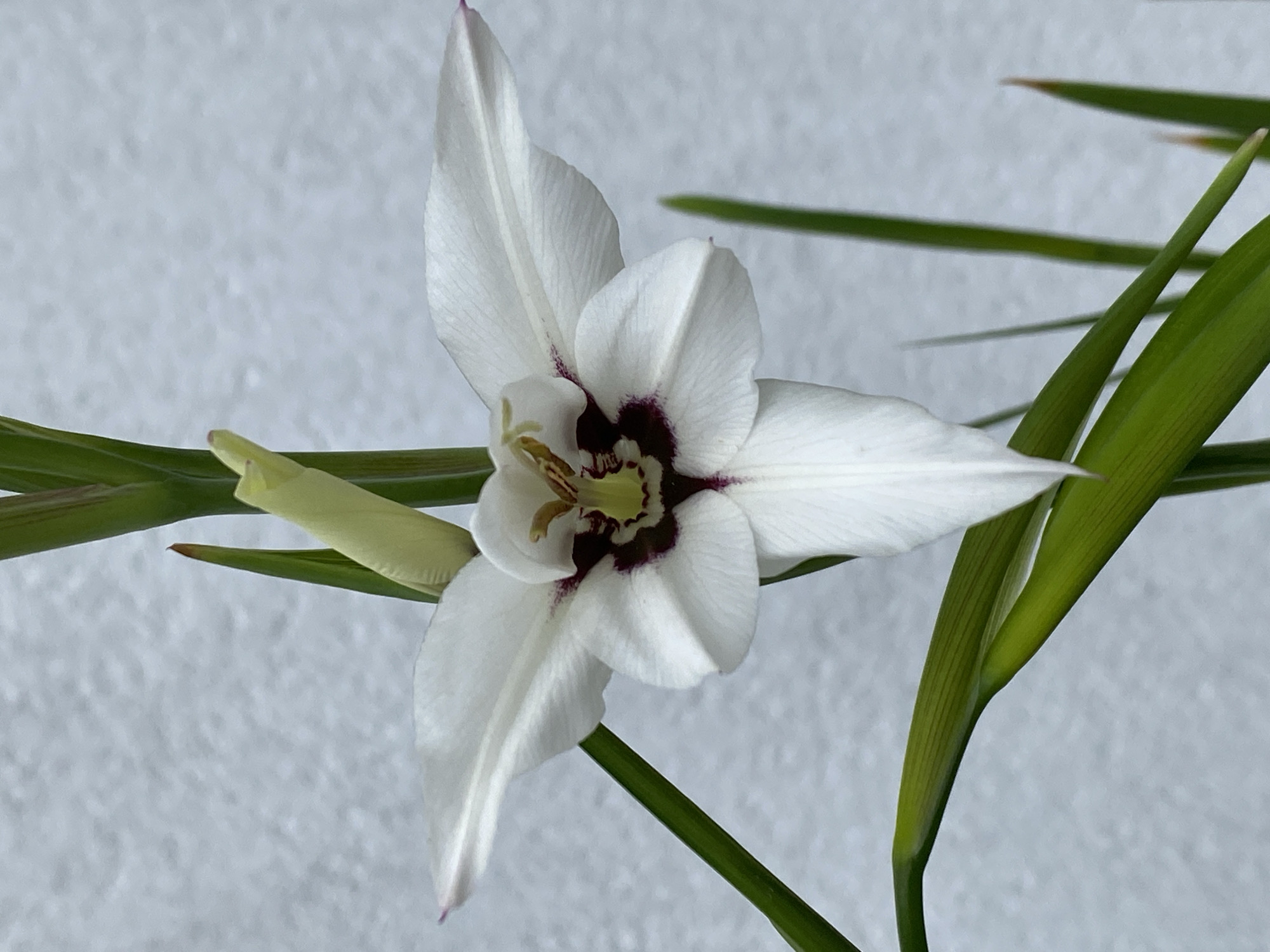 The image shows a close-up of a white Gladiolus flower with a dark purple center. The flower is in full bloom, with its petals spread open. Green leaves and stems are visible around the flower. The background is a light gray, textured surface, possibly a wall. The image appears to have been taken outdoors, and given the specific location details are not provided in the image, I cannot confirm the location in Purkersdorf, Austria.