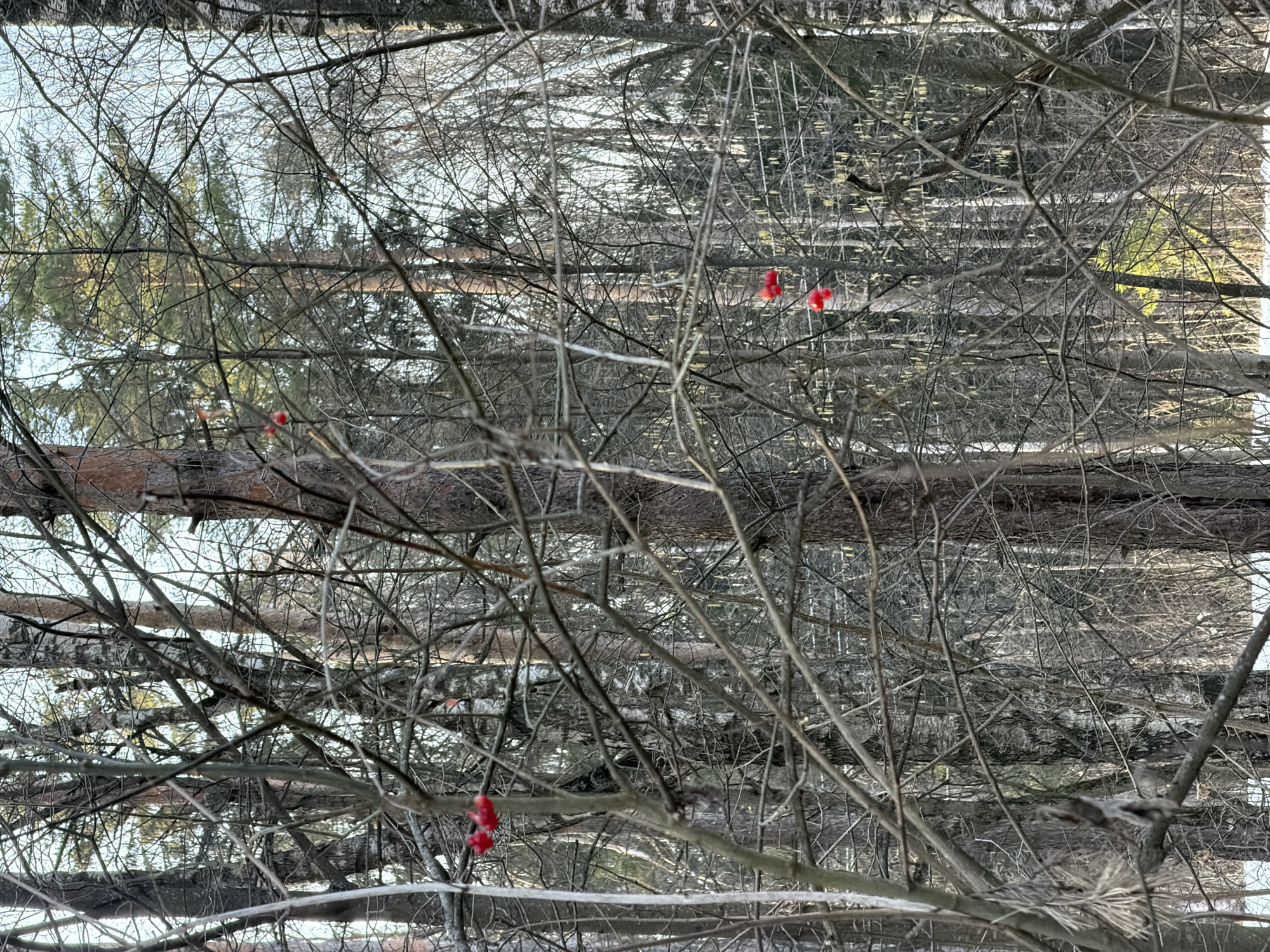 The image displays a wooded scene located in Khimki, Russia. The visual field is predominantly occupied by a dense network of bare tree branches and trunks. Deciduous trees, some with light-colored bark, are prominent alongside darker-barked conifers. Multiple clusters of small, spherical, bright red berries are observed attached to bare branches in the foreground and midground. A layer of white snow is visible covering portions of the ground at the base of the trees. The upper portion of the frame shows a light blue sky visible through gaps in the tree canopy. No individuals, animals, or artificial structures are present.