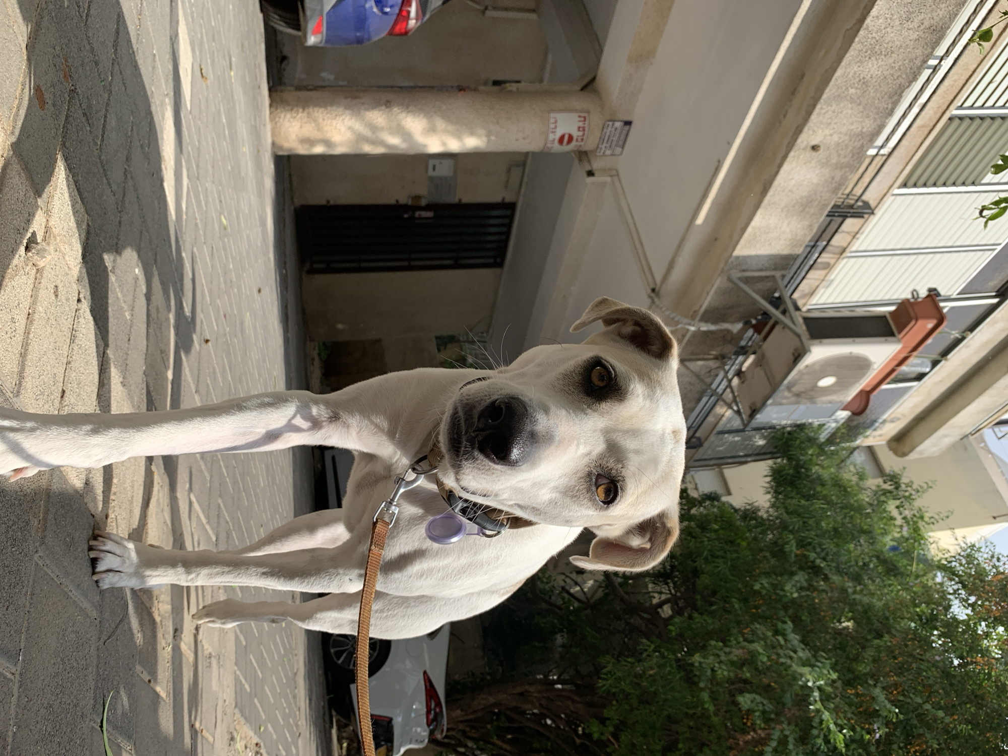 A white dog with a brown leash stands on a paved sidewalk in Tel Aviv, Israel. The dog wears a collar with an identification tag. Behind the dog are buildings and trees typical of the urban landscape. A street sign is visible on one of the buildings. Parts of cars are visible in the background.