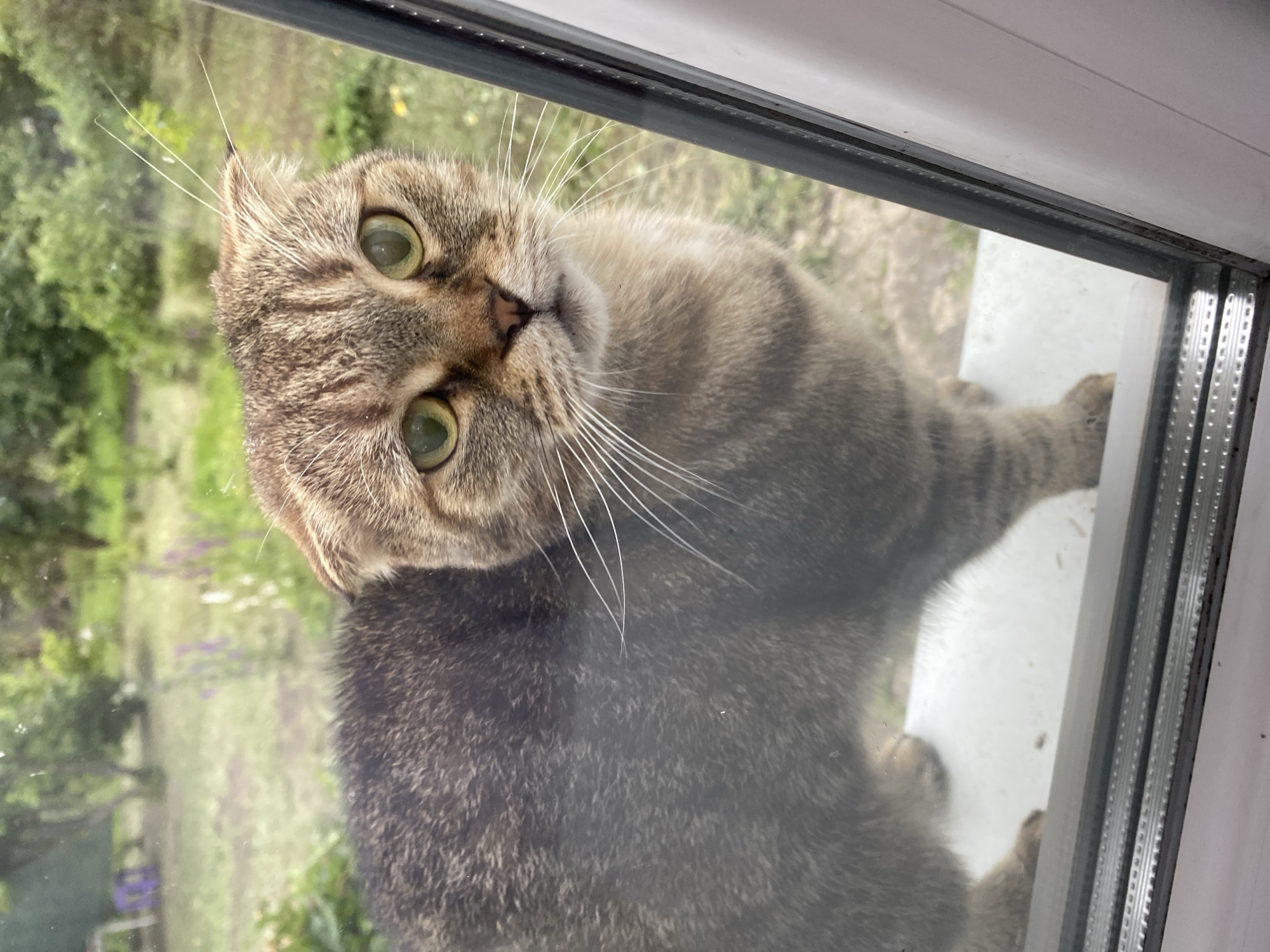 A domestic shorthair cat with tabby markings peers through a glass window. The cat's face is tilted, with large, green eyes looking directly at the camera. Its whiskers are prominent, fanning out from its muzzle. The cat's fur is a mix of brown, grey, and black stripes, with lighter fur on its chest and muzzle.
The scene appears to be outdoors, viewed through a window pane that shows reflections and some smudging. The background through the glass is a blurry expanse of green foliage, suggesting a garden or natural environment. There are hints of purple flowers in the background. The cat is positioned on what looks like a white windowsill or ledge. The edge of the window frame, with its metallic detailing, is visible on the right side of the image.
The lighting suggests it could be daytime, possibly overcast or with diffused sunlight, given the soft illumination and lack of harsh shadows. The cat's expression is curious and attentive, its gaze direct and engaging. The overall impression is one of a pet looking in from the outside, perhaps seeking entry or observing its surroundings. There is no visible text in the image. The location context provided places the scene in Marinopil, Ukraine.