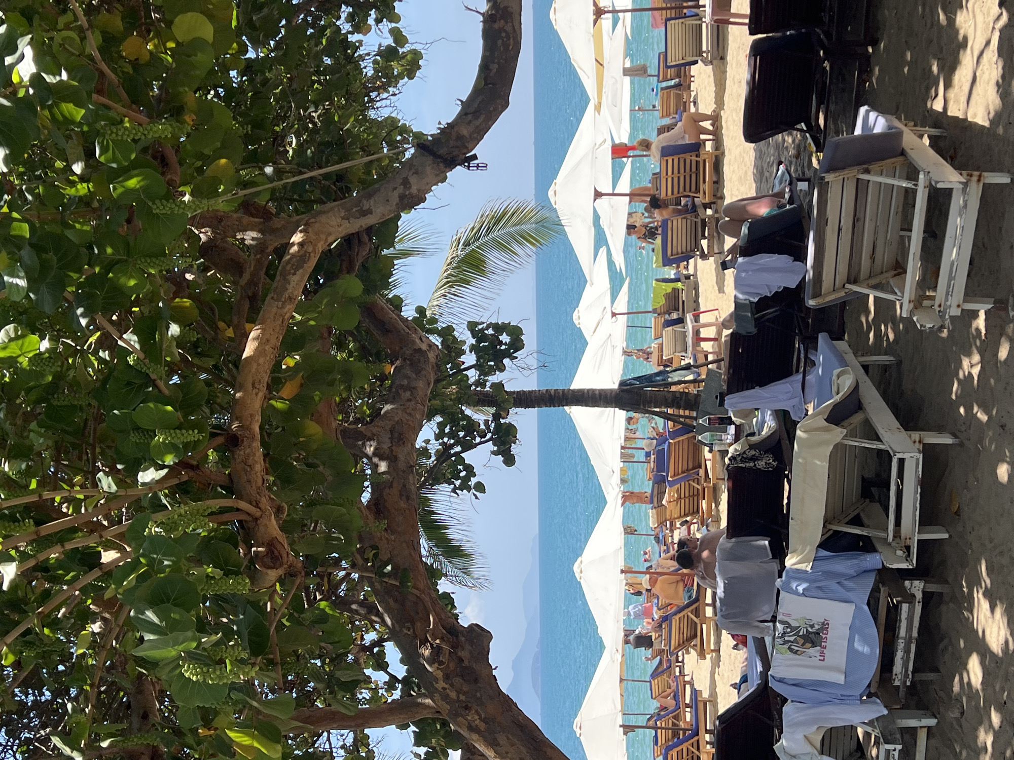 The image shows a beach scene in Nha Trang Ward, Vietnam. The foreground features a tree with green leaves and unripe fruit. In the background, the ocean stretches towards the horizon. Rows of white beach umbrellas and lounge chairs line the sandy shore, occupied by beachgoers. Clothing items are draped over chairs closest to the viewer. The lighting indicates a sunny day.