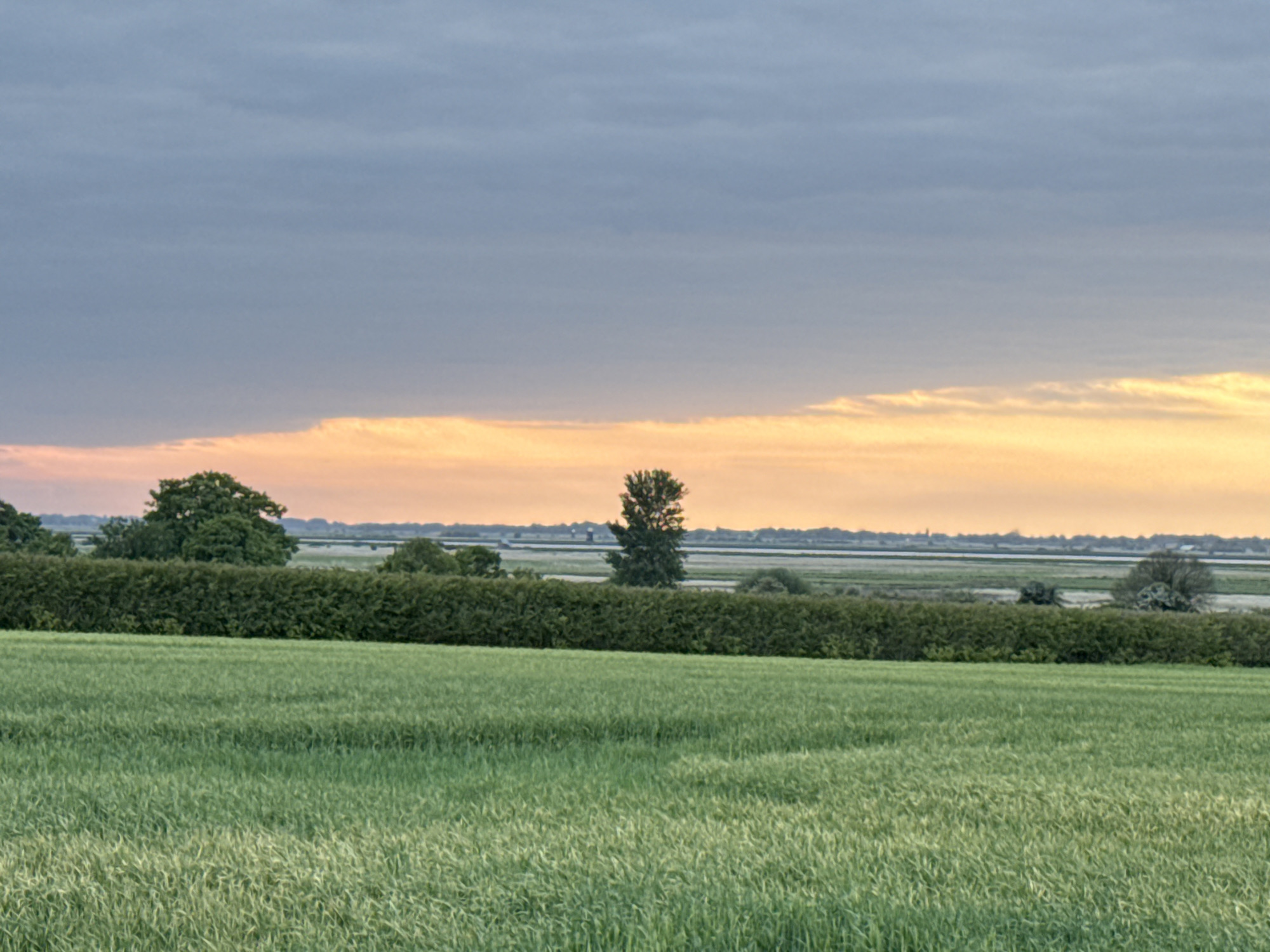 A landscape photograph depicts a flat, rural scene. A field of green grass occupies the foreground, its texture indicating wind movement. Behind the field, a dense green hedge runs horizontally across the frame. Several trees of varying sizes are visible behind the hedge. The sky is overcast with gray clouds, with a horizontal band of light orange or yellow suggesting a setting sun or twilight. No people, objects, or city of Great Yarmouth are visible. The scene is pastoral and serene.