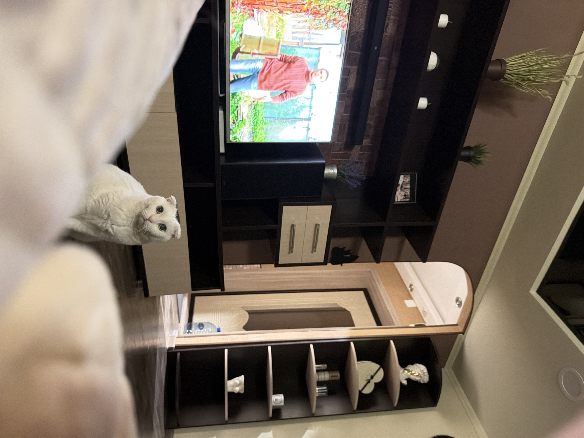The image shows a living room interior, likely located in an apartment in Chaikovsky, Russia, based on the presence of typical Russian design elements. A white cat is prominently positioned in the foreground, partially obscuring the view with its fur. In the background, there is a television showing a person on screen. The television is mounted on a dark-colored shelving unit, decorated with plants and decorative objects. The room also features a mirror and additional shelves displaying various items.