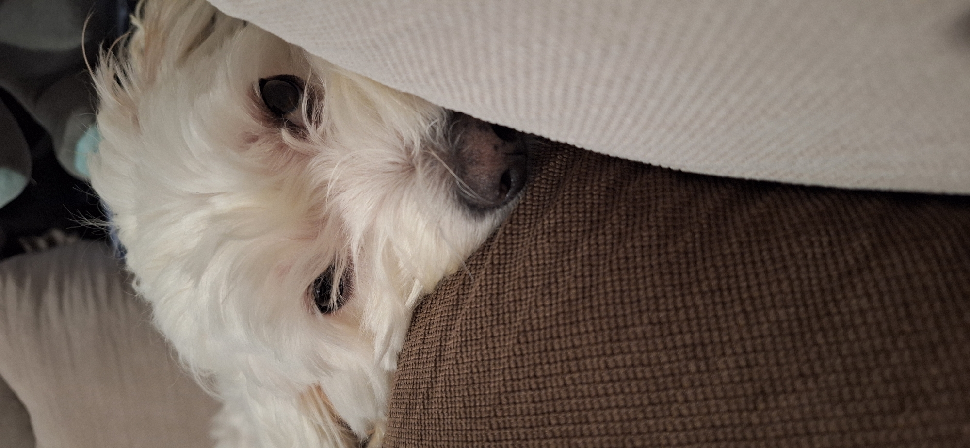 A white, fluffy dog is resting its head on a brown textured surface, likely a couch. Part of the dog's face, including its black eyes and nose, are visible. A light beige fabric is draped above the dog's head, suggesting it is nestled in the cushions. The scene does not contain information to identify its location in Blagoevgrad, Bulgaria.