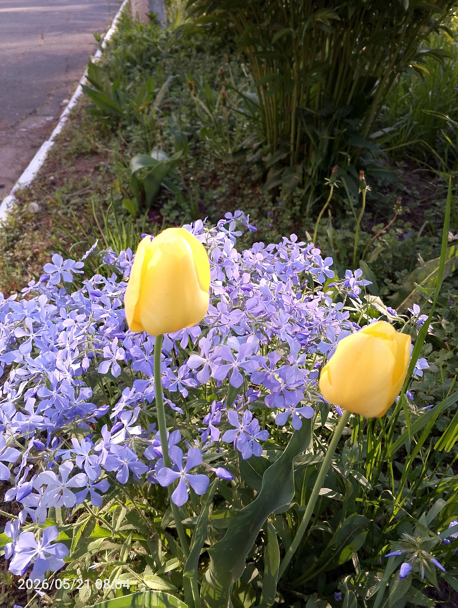 The image shows two yellow tulip flowers in front of a cluster of small purple flowers in a flowerbed. The flowerbed is located next to a sidewalk. In the background is green foliage. The image includes a timestamp, indicating it was taken on May 21, 2026 at 08:04. While the prompt requested a location in Chaikovsky, Russia, there is nothing in the image to confirm it was taken there.