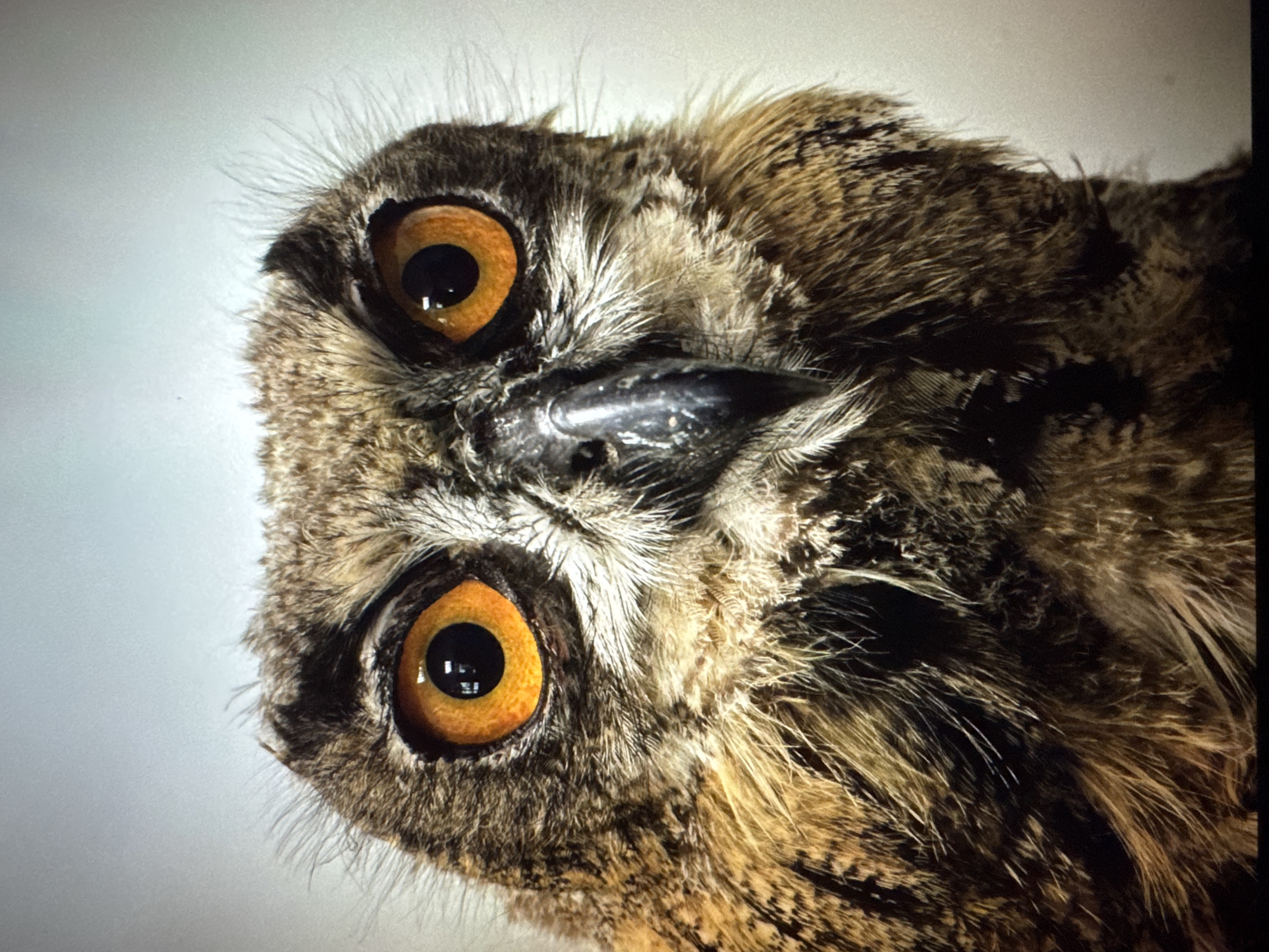The image is a close-up, head-on photograph of an owl. The owl has large, bright orange eyes with black pupils and is facing directly towards the camera. Its beak is dark and hooked. The owl's feathers are a mix of brown, black, and tan, with some lighter, fluffy feathers around its face and neck. The background is a plain, light gray color, suggesting a neutral setting, possibly a studio or an indoor enclosure. There is no indication of the city of Riga, Latvia, or any specific urban environment within the image.