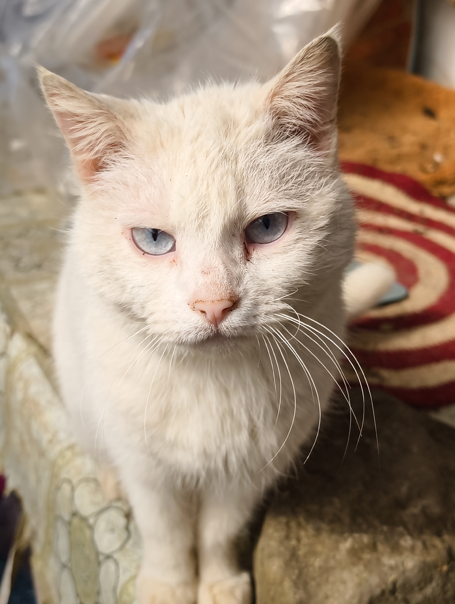 A white cat with striking light blue eyes is captured in a close-up, eye-level portrait, looking directly at the camera. The cat has short, bright white fur, a small pink nose, and long, prominent white whiskers extending from its muzzle. There are slight reddish-brown marks around its nose and the inner corners of its eyes. Its ears are pointed and stand upright.
The cat is positioned sitting on a textured, light-colored surface that appears to be made of patterned stone or concrete blocks. The background is softly blurred, revealing a circular rug or mat with red and white concentric stripes to the right of the cat. Other indistinct, light-colored shapes are also visible in the background, suggesting an indoor or sheltered outdoor setting. The bright, natural lighting indicates it is daytime. The cat's expression is calm and observant. No text is visible in the image. The location context is Ilskiy, Russia.