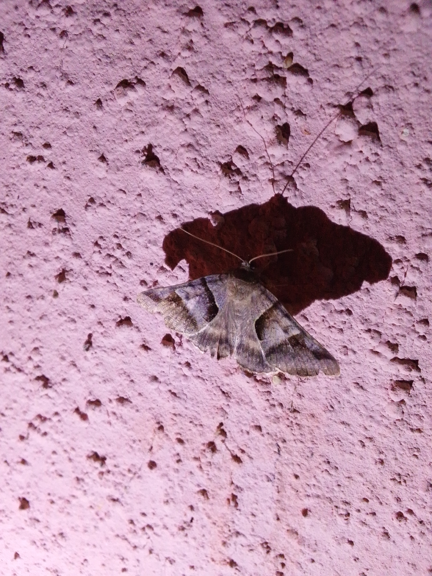A moth with gray and black striped wings rests on a textured pink wall. The moth is casting a shadow on the wall. The wall appears to be an exterior surface, possibly part of a building in Serti, Nigeria. The lighting suggests it may be nighttime or an indoor setting with artificial light.