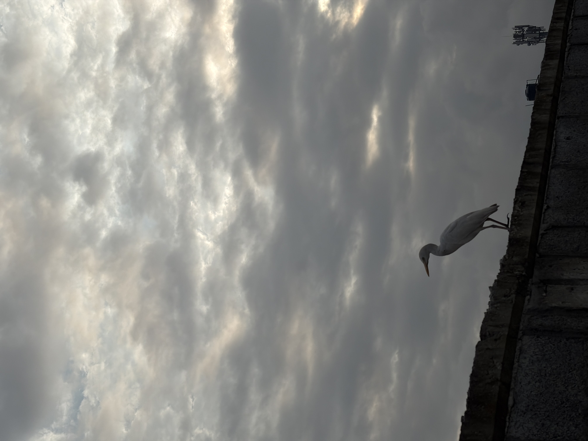 An egret stands on a concrete wall with a cloudy sky in the background. In the distance, there is a cell tower. The scene is in Alaguntan, Nigeria.