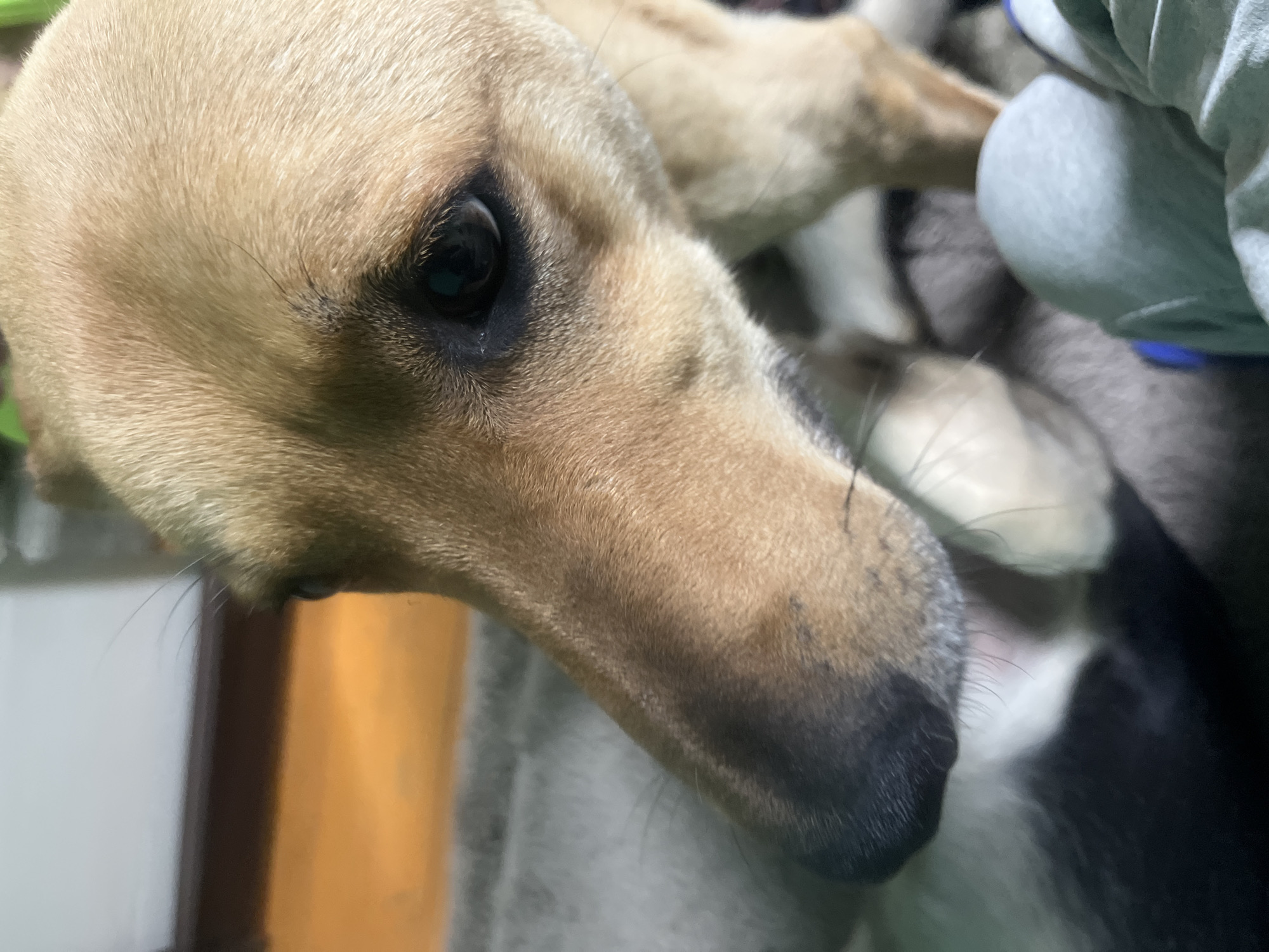 The media file shows a close-up, angled shot of a light brown dog's head. The dog's left eye, dark and slightly moist, is prominent in the frame, with black fur marking around the eye. The fur on the dog's head is short and appears to be a light tan or golden color. The dog's nose, a dark, wet surface with some visible whiskers, extends towards the right side of the frame.
In the background, out of focus, are what appear to be other dogs, one with tan fur and another with black and tan fur. There is also a hint of a person wearing a light blue hooded sweatshirt, with their arm resting on what looks like a blanket or bedding. The setting appears to be indoors, possibly a home environment, with soft lighting. The overall impression is one of a calm and perhaps intimate moment, with the dog looking slightly downward and to the left, its expression unreadable but potentially curious or content. The image does not contain any visible text, and there are no strong cues about the time of day or weather. The location context provided is Nizhny Tagil, Russia.