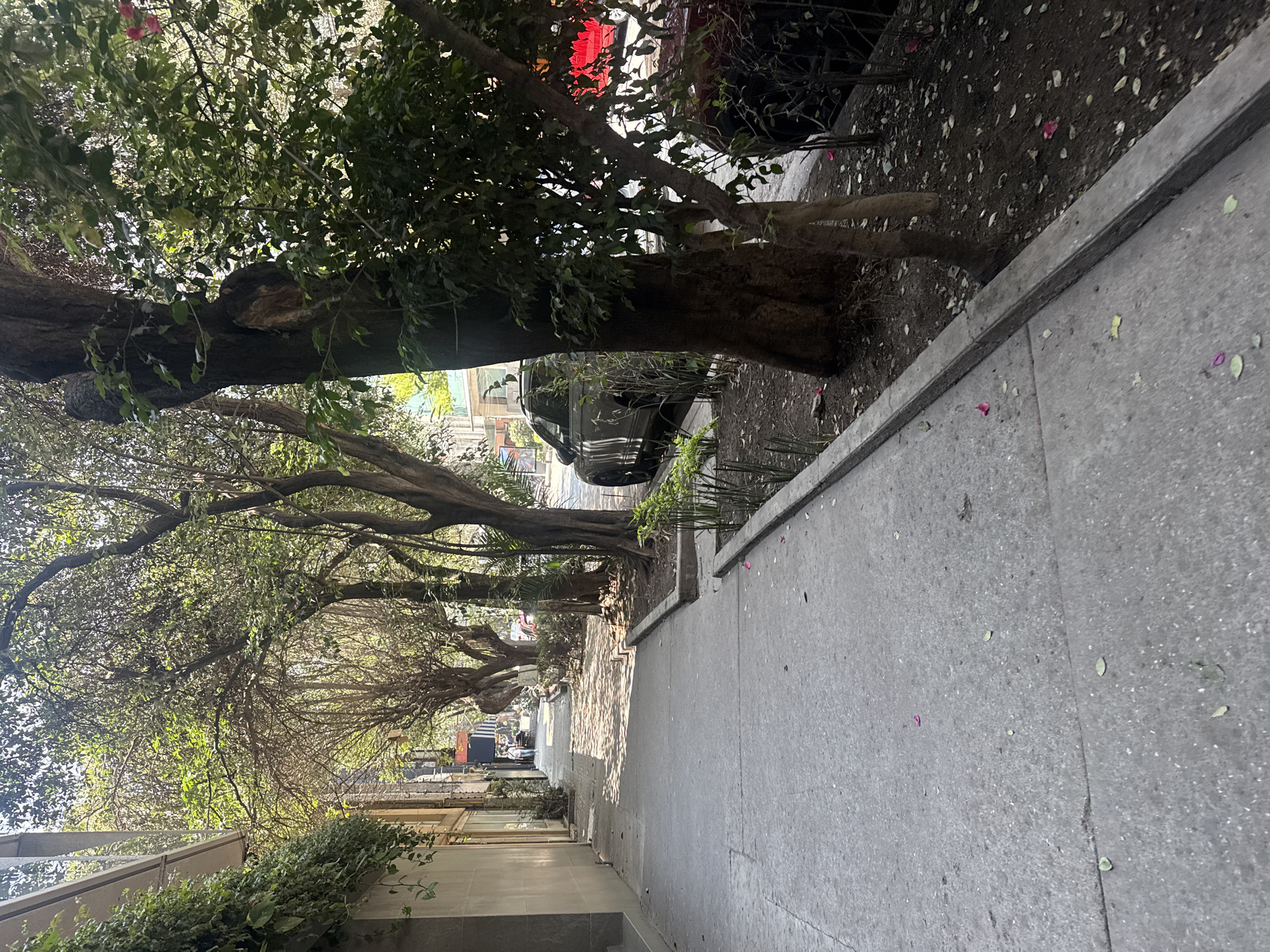 The image captures a sidewalk scene, presumably in Mexico City, Mexico. The perspective is slightly tilted, focusing on a gray concrete sidewalk that extends into the distance. The sidewalk is lined with trees whose branches create a canopy overhead. Light filters through the trees, casting shadows on the sidewalk and the adjacent building.
A car is parked on the side of the road next to the sidewalk. In the distance, figures are faintly visible. The environment suggests an urban setting with mature trees lining the streets.