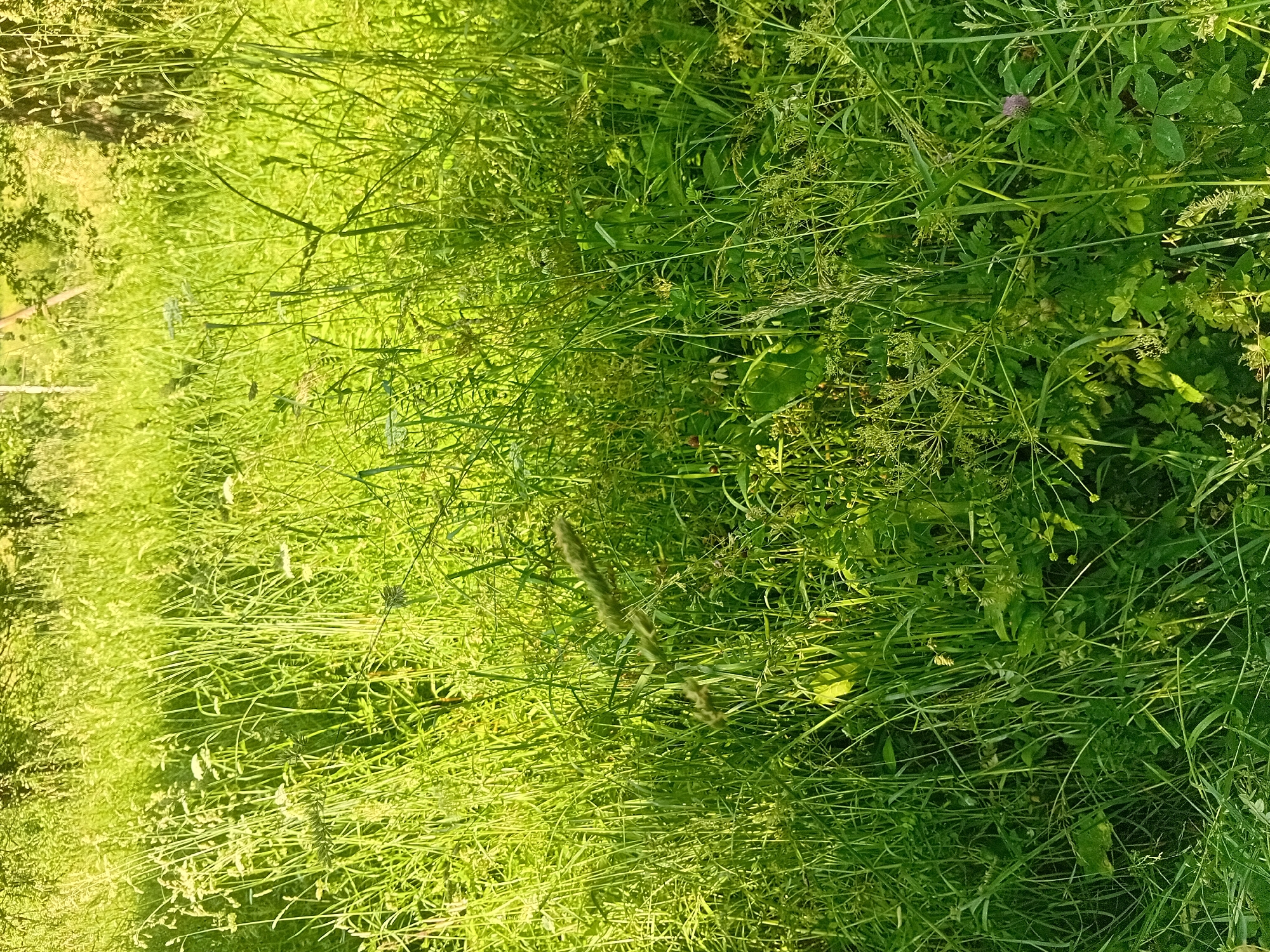 The image depicts a dense field of tall, green grass and wild vegetation illuminated by bright sunlight, suggesting an outdoor setting in Verkhniachka, Ukraine, likely during daytime. The vegetation is varied, with numerous blades of grass, thin stalks, and some broader leaves. Scattered throughout the field are small, delicate white flowers and seed heads. In the background, the faint outlines of trees and branches are visible, further indicating a natural or semi-natural environment. The sunlight casts long shadows and highlights the texture of the grass, creating a vibrant and somewhat abstract composition. No people or specific objects beyond the natural flora are discernible in the image. The scene is static and peaceful, dominated by the abundance of plant life.