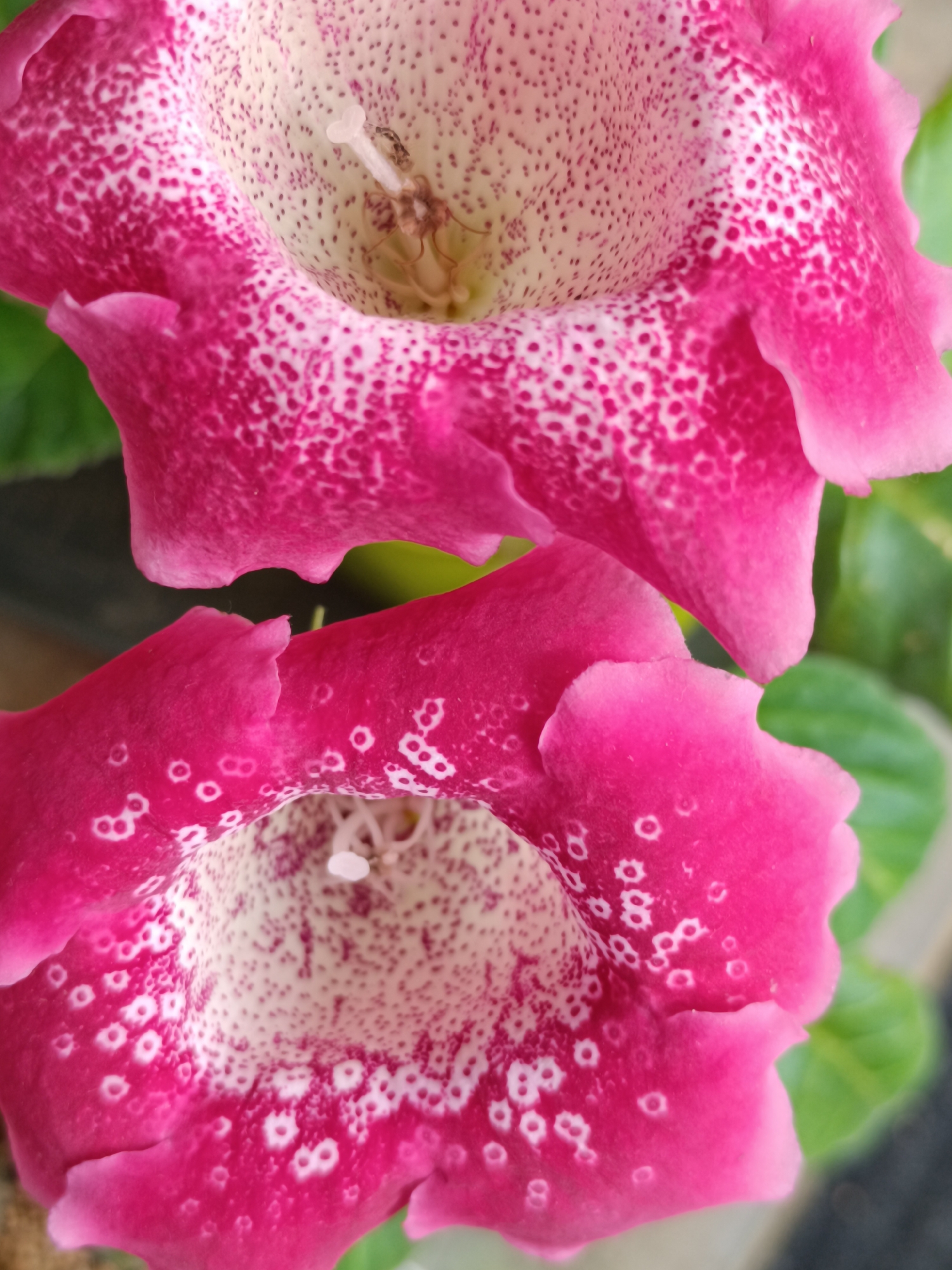 The image is a close-up, overhead shot of two large, trumpet-shaped pink flowers with white speckles. The flowers are positioned vertically in the frame, with the top flower partially obscuring the bottom one. The petals are ruffled at the edges, and the interior of the flowers is a lighter cream color with denser speckling. A small insect is visible inside the top flower. The background consists of blurred green leaves. There is no indication of the city of Salihorsk, Belarus, in the image.