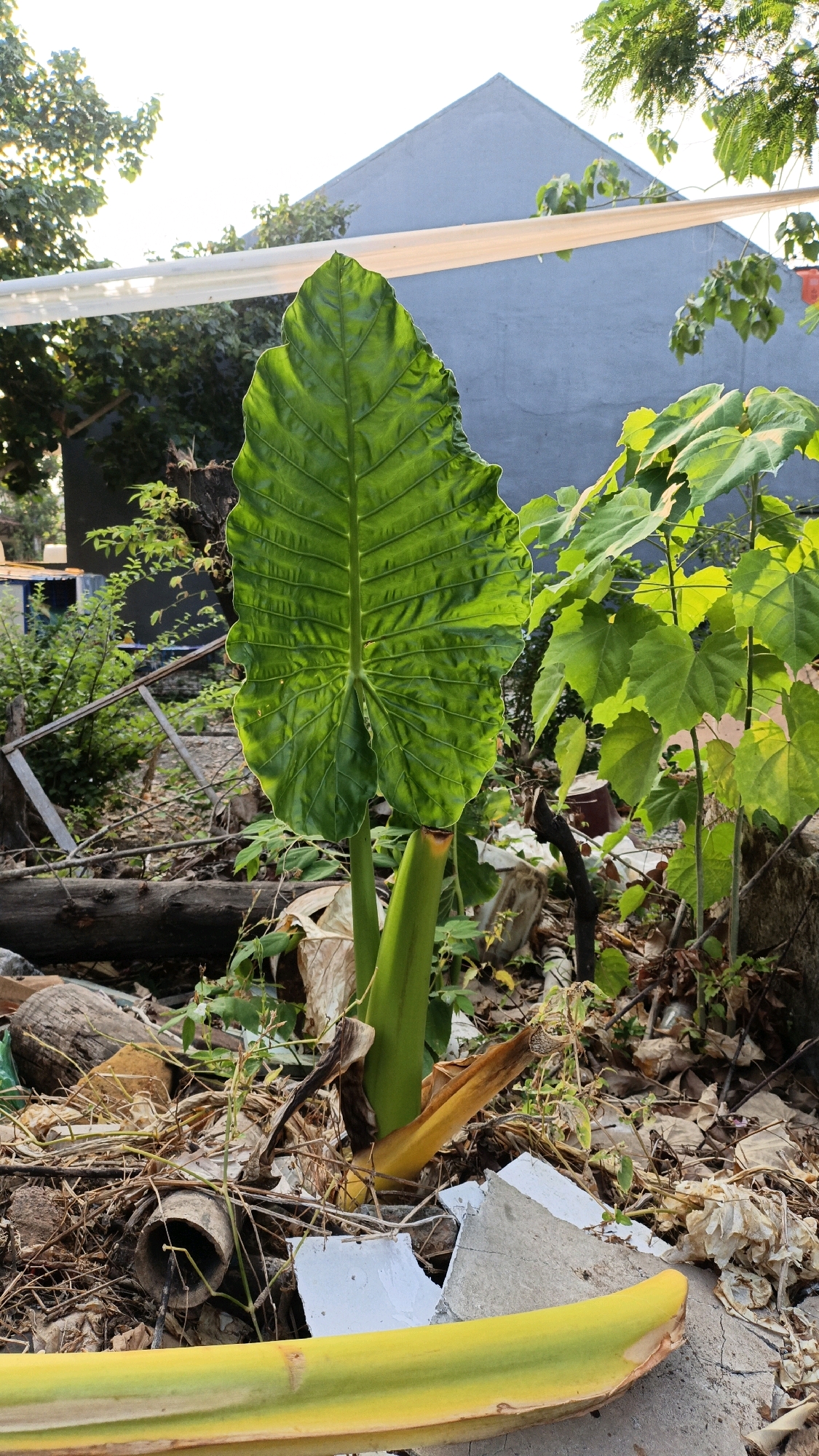 The image displays a large, vibrant green leaf of a plant, likely an elephant ear plant, dominating the foreground. The leaf is intricately veined and has a slightly ruffled edge. Behind it, the plant's stalk is visible, transitioning from green to a yellow hue at its base. The plant is situated in an outdoor environment, with dry leaves, branches, and debris scattered around its base, suggesting a somewhat neglected or natural setting. In the background, a grey, angular building structure with a triangular roof is visible, partially obscured by green foliage and a white, draped cloth or tarp. The sky above is bright, indicating daylight. The scene appears to be in an urban or suburban area, possibly within the city of Cikal, Indonesia, given the architectural style and vegetation. There are no people or animals visible in the frame. The lighting suggests it could be late afternoon.