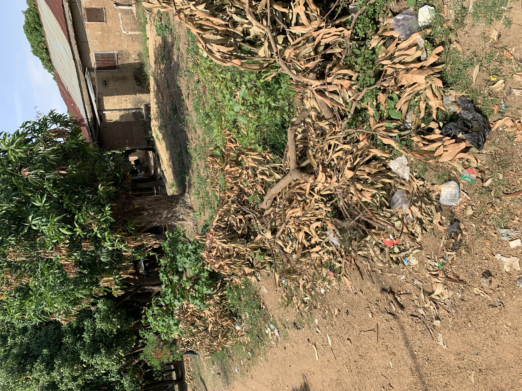 The scene is a rural or semi-urban area in Rafin Par, Nigeria. A single-story building with a corrugated metal roof and brick walls is visible in the background. The foreground contains a tree with green foliage and a pile of brown, dried leaves and branches mixed with trash including plastic wrappers, a black plastic bag, and other small debris. The ground is primarily dirt with patches of grass. No people are directly visible in the immediate foreground. The presence of the leaves and debris suggests some maintenance or clearing has occurred.