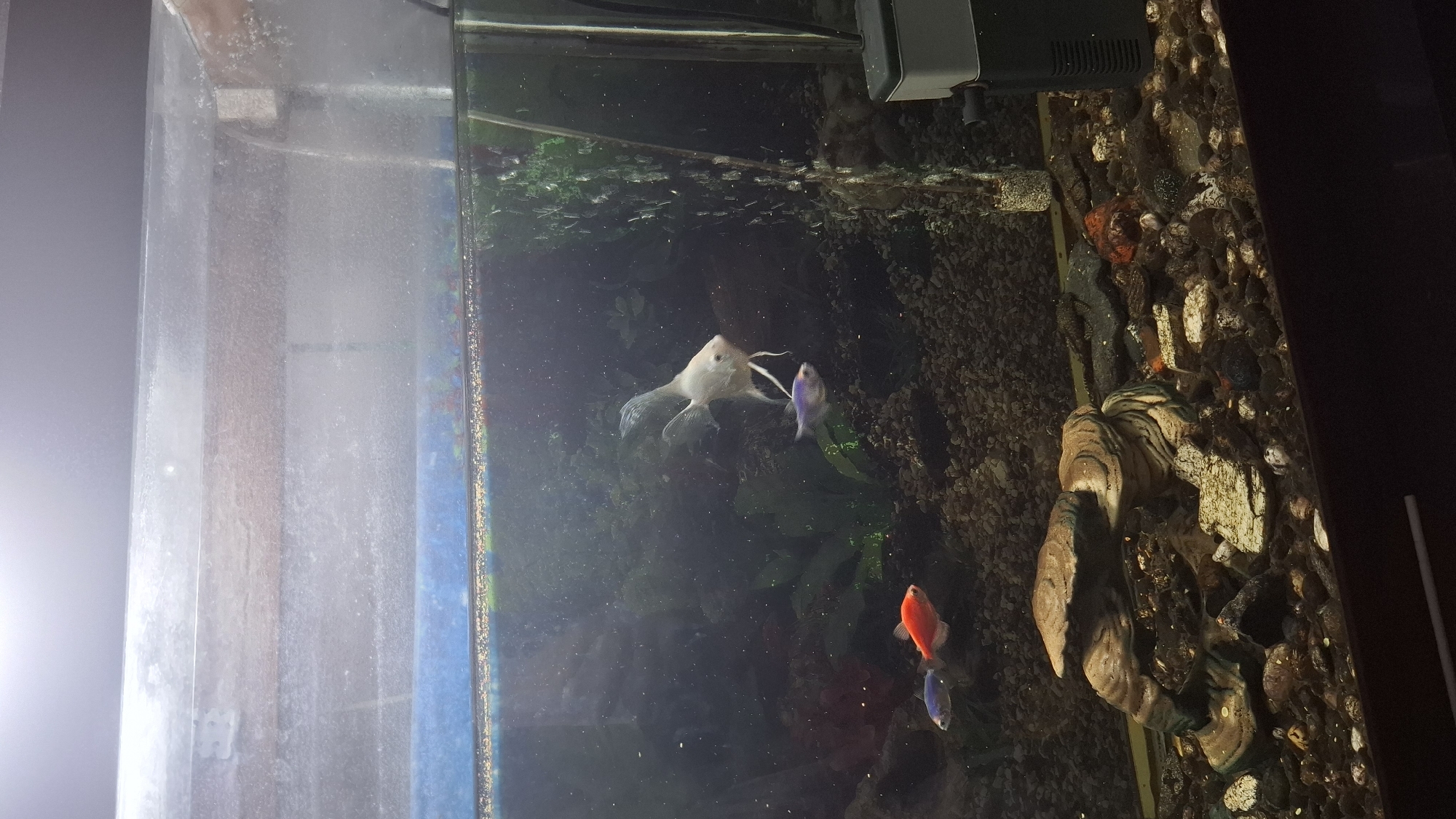The image shows an aquarium containing several fish. A large, white angelfish is positioned in the upper right quadrant, with a smaller, purple fish swimming below it. In the lower left quadrant, two smaller fish, one orange and one blue, are visible. The aquarium has a gravel substrate and a decorative rock structure in the foreground. The background of the aquarium features green aquatic plants and a bubbling filter or aerator on the right side. The lighting in the image is dim, creating a dark, underwater atmosphere. The image was taken indoors, likely in a residential setting, but there is no information to specifically place it in Shymkent, Kazakhstan.