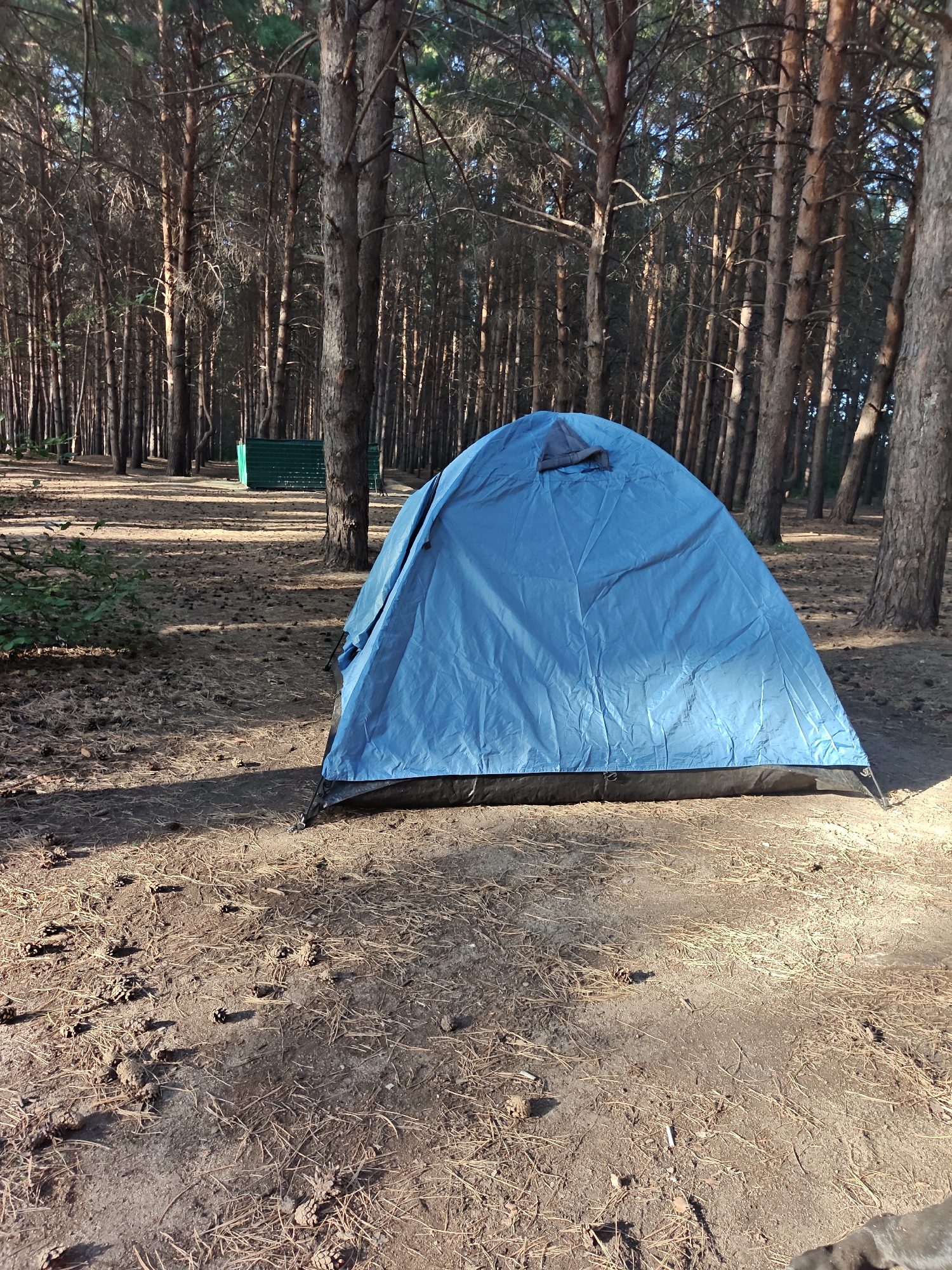 The image depicts a blue tent set up on the ground in a pine forest. The ground is covered with pine needles and cones. Tall, thin pine trees with sparse branches surround the tent. In the background, a green structure, possibly a bench or a storage unit, is visible amongst the trees. The lighting suggests it is daytime, with shadows cast by the trees and tent. The scene appears to be in a natural, outdoor environment, consistent with a camping or recreational area within a forested region.