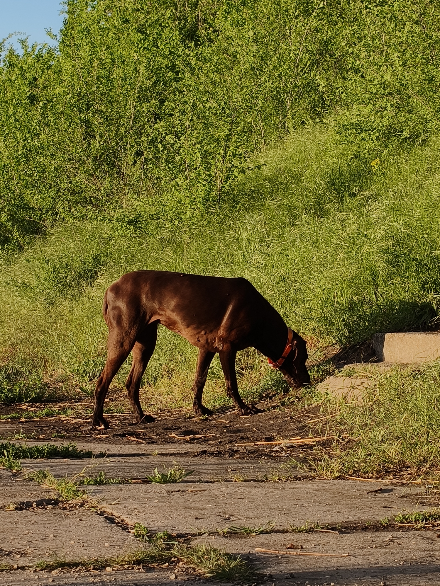 A brown dog with an orange collar is sniffing the ground near a concrete curb. The dog is standing on a cracked concrete surface with patches of grass growing through the cracks. Behind the dog is a grassy hillside covered with dense green vegetation. The sky is visible in the upper left corner and is a pale blue. The location is likely in the vicinity of Shyroka Dacha, Ukraine.