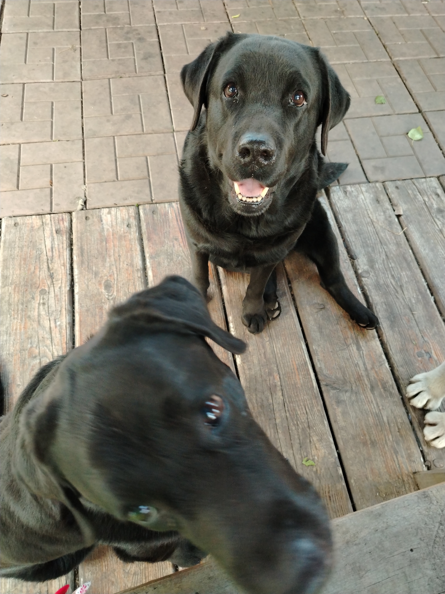 In this outdoor medium shot, two black Labrador dogs are the subjects, sitting on a wooden deck adjacent to a paved area. The dog in the foreground is out of focus and its head is turned towards the right, looking away from the camera. The dog in the background is in focus and is looking directly at the camera with its mouth slightly open, appearing to be panting or smiling. Both dogs have dark fur and their eyes are visible. The setting appears to be a backyard or patio area, with wooden planks forming the deck and square, grey paving stones beside it. A few fallen leaves are scattered on the paving stones, suggesting an outdoor location in a place with trees. The lighting suggests it is daytime, possibly late morning or early afternoon, with sunlight casting shadows. The overall mood is casual and friendly, with the dogs appearing alert and engaged. There is no visible text in the image.