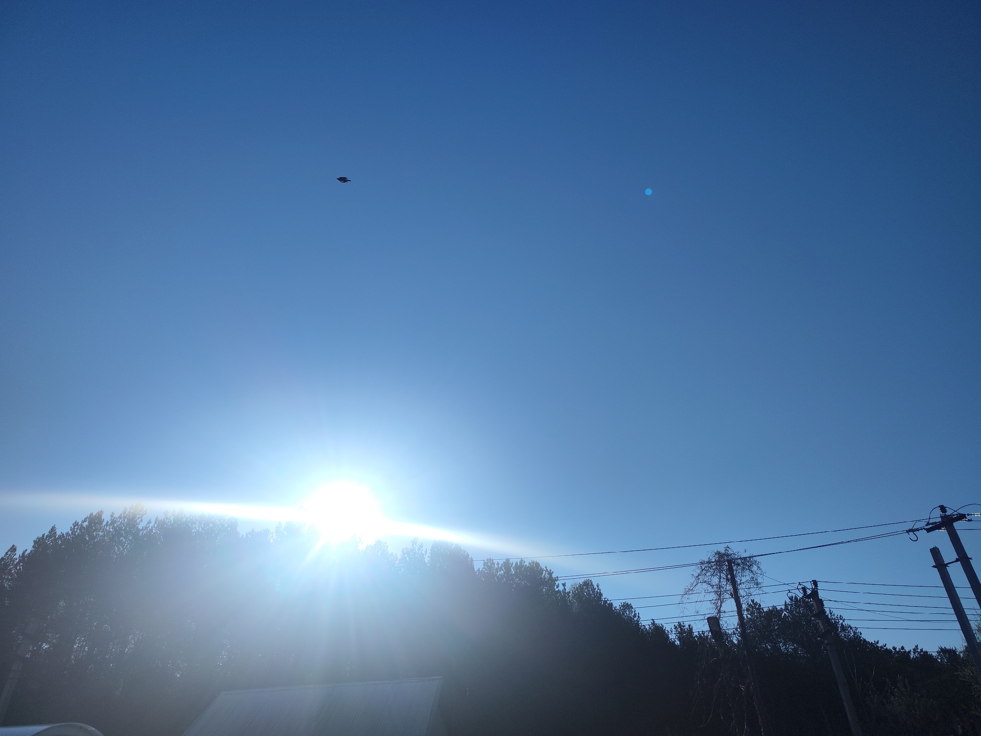 The image shows a daytime scene in Chaikovsky, Russia. The sky is clear and blue, with a small dark bird flying in the upper left quadrant and a circular anomaly in the upper right quadrant, possibly a lens flare or reflection. The sun is visible near the horizon, obscured by trees, causing a bright flare in the image. Below the sun and trees, a gray roof is slightly visible. Power lines and telephone poles are present in the lower right quadrant, partially silhouetted against the sky. The trees form a dark mass across the lower portion of the image.