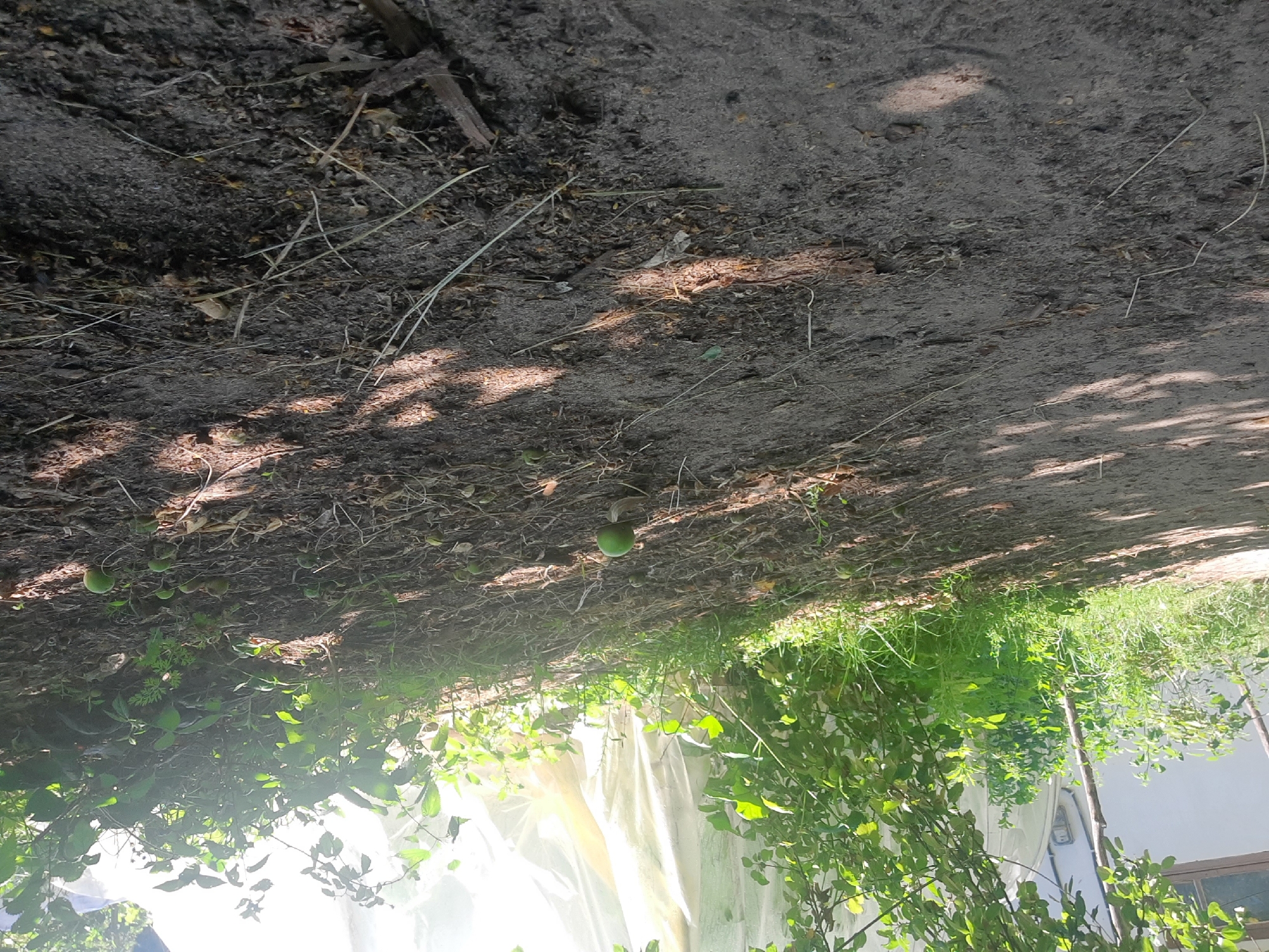 A low-angle, wide shot depicts a gravel path leading towards a grassy incline, partially shaded by overhead foliage and a white, translucent structure. Small, green, round objects, resembling fallen fruit, are scattered across the ground. The terrain is a mixture of dirt, gravel, and dried organic matter. A single, slightly larger green object sits prominently in the foreground, with several more visible further up the slope. The background is filled with lush green foliage and the bright, diffused light filtering through the translucent structure. The scene is set in Liubakhy, Ukraine.