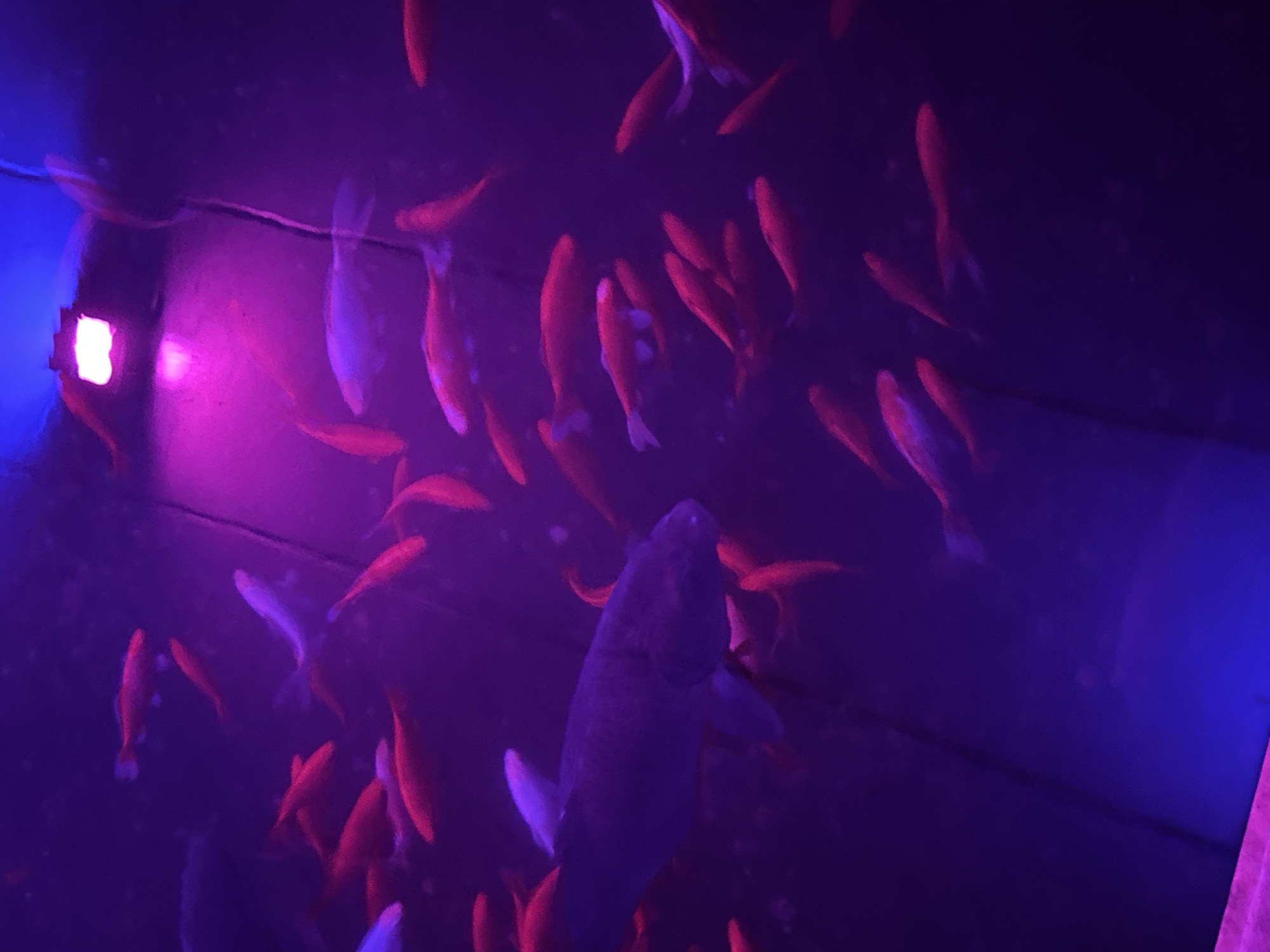 The image shows a school of fish, primarily red and white, swimming in a dimly lit aquarium. The lighting in the aquarium is a mix of pink and blue hues, with a bright light source at the top center. The fish are of varying sizes and appear to be actively swimming. One large, dark-colored fish is visible in the center-left of the image, surrounded by smaller red fish. The background is a dark, blurred purple, suggesting the walls of the aquarium. The overall impression is of an underwater scene illuminated by artificial colored lights. This image was taken in Huntsville, United States of America.