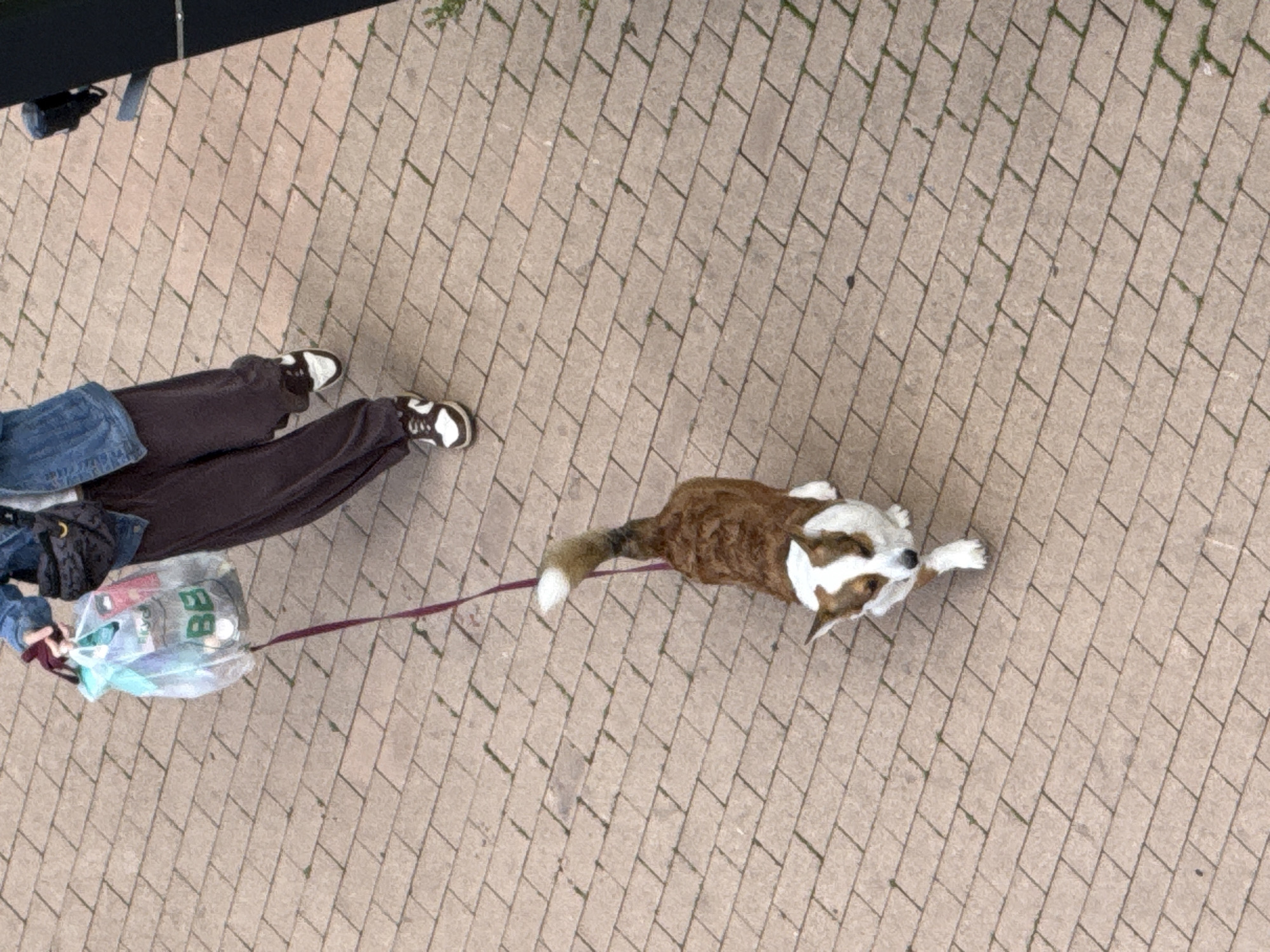 An overhead, eye-level shot shows a person walking a Corgi dog on a brick-paved path. The person, wearing a denim jacket and loose-fitting pants, is holding a clear plastic bag filled with items. The dog, with its distinctive brown and white markings, is leashed and walking ahead of the person. The scene appears to be an outdoor urban environment, possibly a park or pedestrian walkway, with the brick paving indicating a man-made surface. The lighting suggests it is daytime.