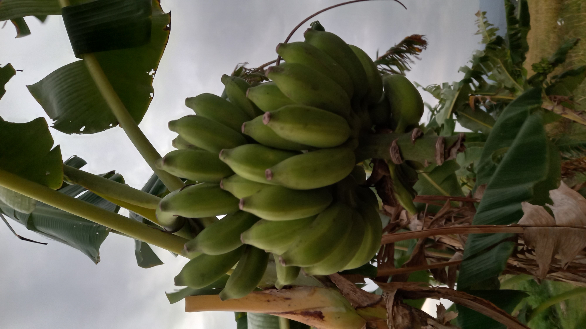 A bunch of green bananas hangs from a banana tree in Sidamulya, Indonesia. The bananas are unripe and are clustered together on a thick stem. The banana tree has large, green leaves, some of which are torn or weathered. In the background, the sky is overcast with clouds, and a hint of a distant landscape is visible. The scene appears to be an outdoor agricultural setting.