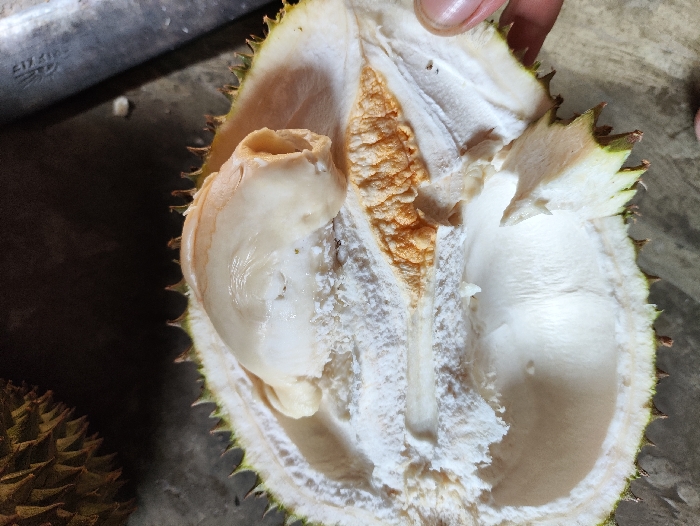 The close-up image shows an open durian fruit, split down the middle, revealing its internal structure. The primary subject is the durian, with its characteristic spiky, green-yellow exterior shell visible around the edges. Inside, large sections of creamy white and pale yellow, fleshy arils (the edible pulp) are visible. One prominent, elongated aril is positioned on the left side, appearing soft and plump. To the right and center, there's more white aril and some fibrous, off-white material adhering to the shell. Further to the right of the central split, an area of more textured, orange-brown fibrous material, possibly part of the core or unripe sections, is present.
In the upper right corner, a person's fingers are visible, likely holding the fruit open or having just opened it. In the upper left background, a dark, metallic object, possibly a knife or a tool used to open the durian, is partially visible. Indistinct text that appears to be "FIZAH" or similar markings can be seen on this object. Another whole or partially visible durian fruit can be seen in the lower left background. The durian rests on a dark, possibly concrete or tiled surface, which serves as the setting. The lighting suggests it is daytime or well-lit indoors. The scene captures the moment of revealing the fruit's interior in Selagai Lingga, Indonesia.