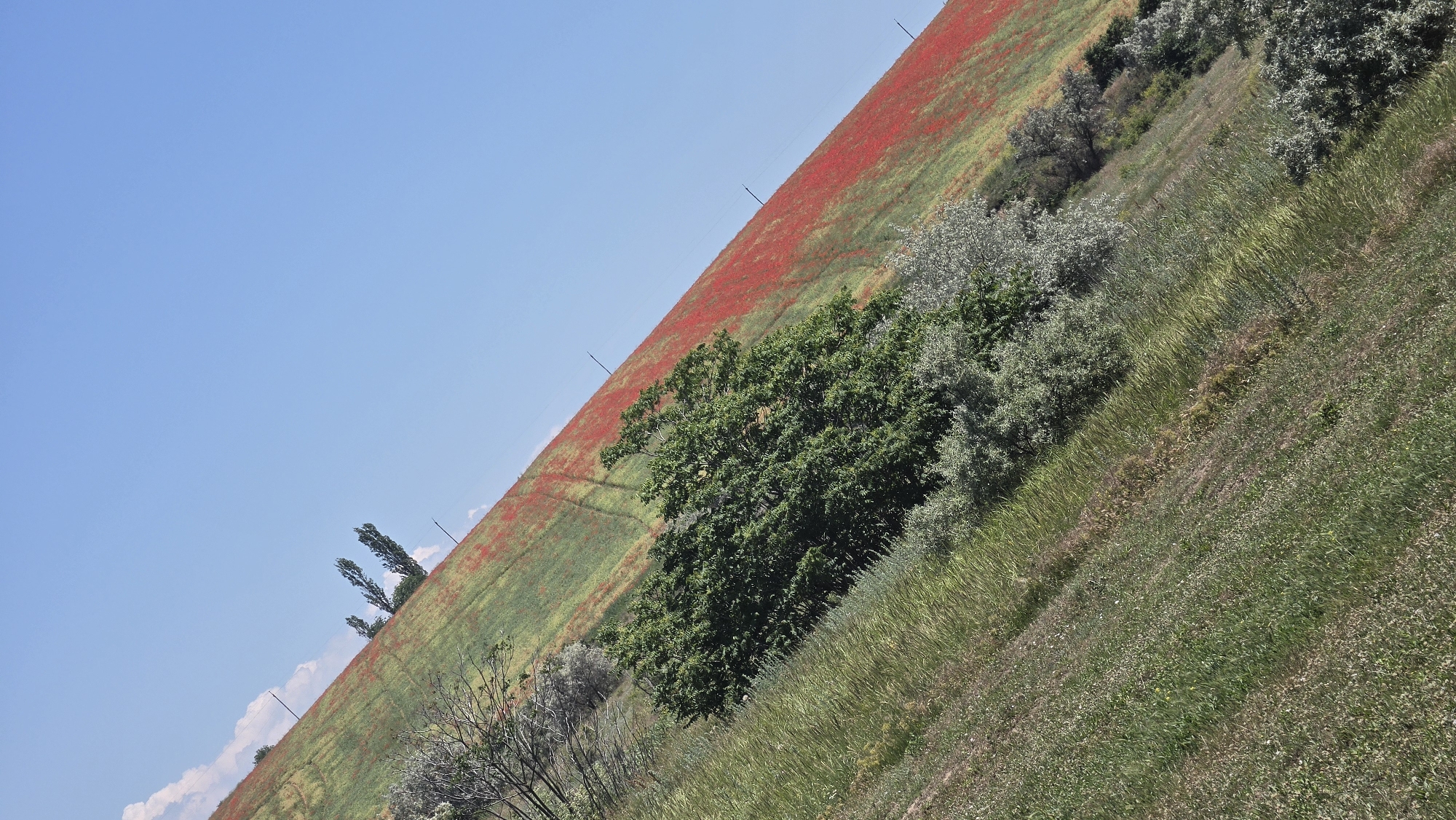 The image depicts a vast hillside covered with green grass and a striking expanse of red poppies, creating a vibrant contrast against the clear blue sky. Several trees are scattered across the landscape, some appearing more mature and leafy, while others are bare branches. Utility poles are visible along the slope, suggesting the presence of human infrastructure. The perspective is angled, giving the impression of a steep incline. The scene is bathed in bright sunlight, casting shadows that emphasize the contours of the land. This picturesque vista is located in the city of Pivdenne, Ukraine.