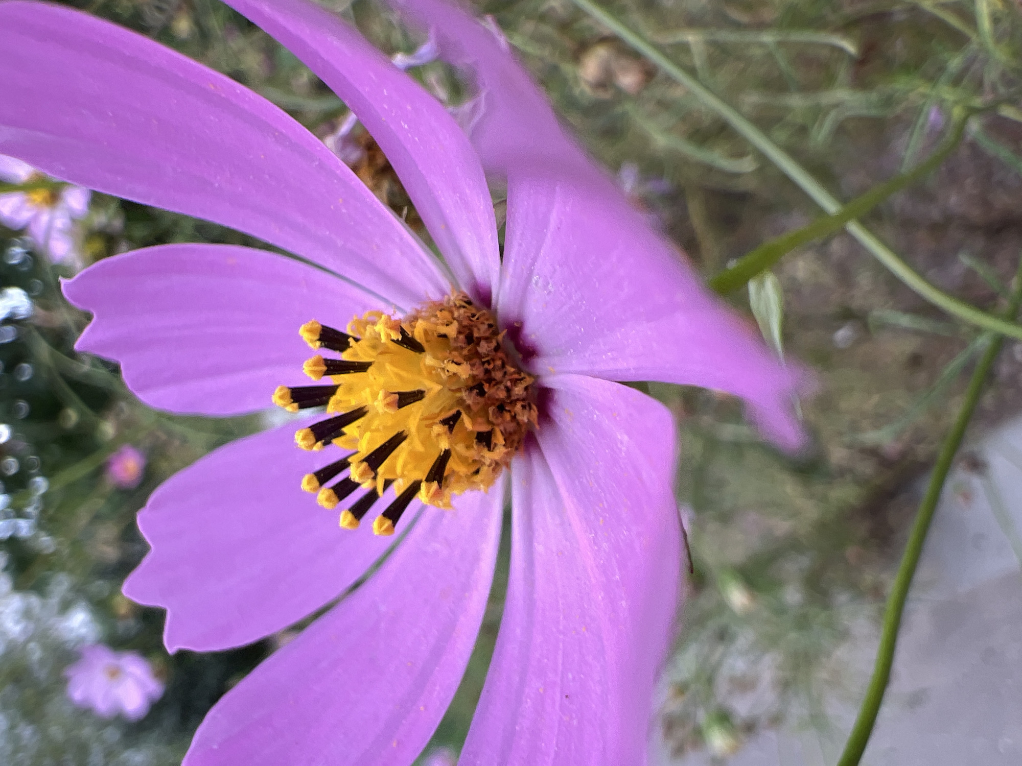A close-up, eye-level shot captures a vibrant pink cosmos flower in full bloom. The flower dominates the frame, with its delicate petals fanned out and a prominent yellow center featuring black stamens tipped with yellow. The background is softly blurred, showing more greenery and hints of other flowers, suggesting a garden setting. The lighting appears natural, highlighting the texture and subtle details of the flower. This image was taken in Moscow, Russia, in a park or garden.
