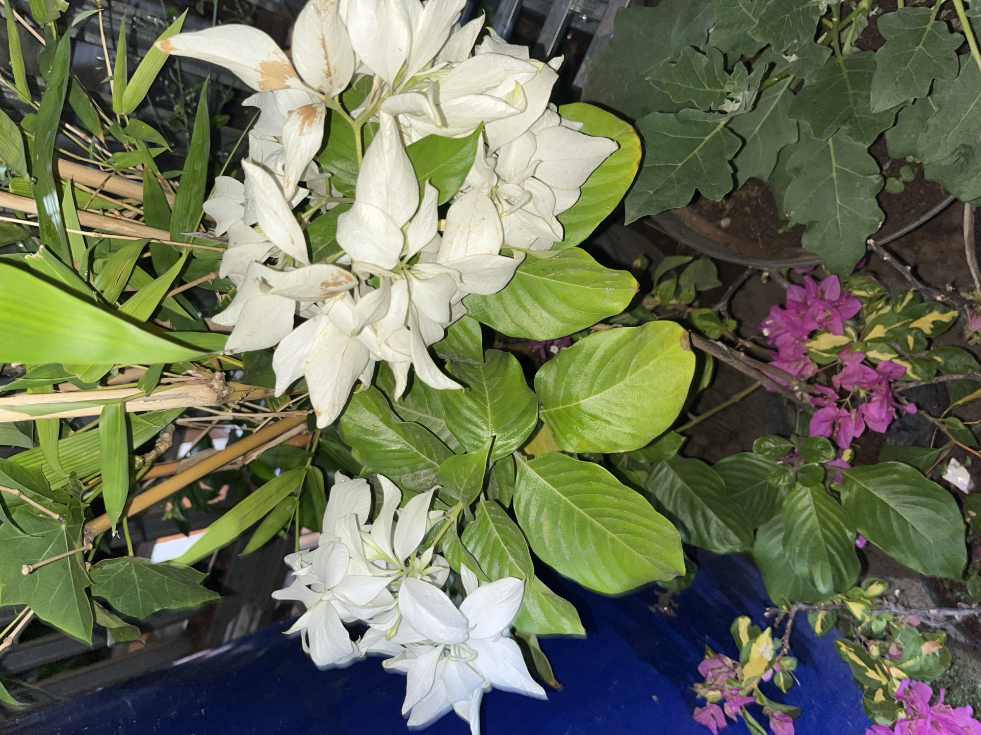 In a close-up, vertical shot, a cluster of white flowers with light brown tips and vibrant green leaves is featured prominently. The flowers, which appear to be Mussaenda, are in various stages of bloom. Behind them, thin bamboo stalks provide a natural backdrop. To the left, a section of a dark blue object, possibly a tarp or container, is visible. Below the white flowers, the image shows more green foliage and some small, bright pink flowers, likely bougainvillea, along with dark brown soil in a pot. The scene suggests an outdoor setting, potentially a garden or balcony, within Central Jakarta, Indonesia, given the mention of the location. The lighting appears to be artificial or dim, casting subtle shadows and highlighting the textures of the plants.