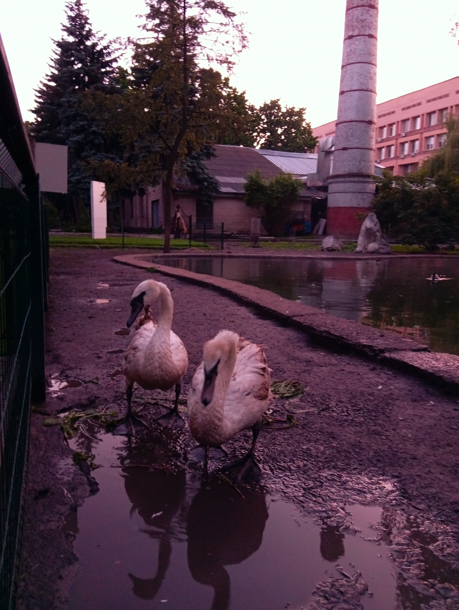 The photograph depicts two swans standing on muddy ground near a pond. The location is likely the Poltava Zoo in Poltava, Ukraine, based on the presence of an industrial chimney and other structures in the background that resemble buildings in that area. The swans are light-colored, possibly juvenile, and their reflections are visible in a puddle. A dark green fence is partially visible on the left side of the image. Behind the swans, there's a pond with a stone border and reflections of surrounding objects. Beyond the pond, there is a building with a grey roof and a tall brick chimney. In the far background, there's a multi-story pink building and tall trees. The overall lighting suggests it's either dawn or dusk. The muddy ground indicates recent rain or damp conditions.