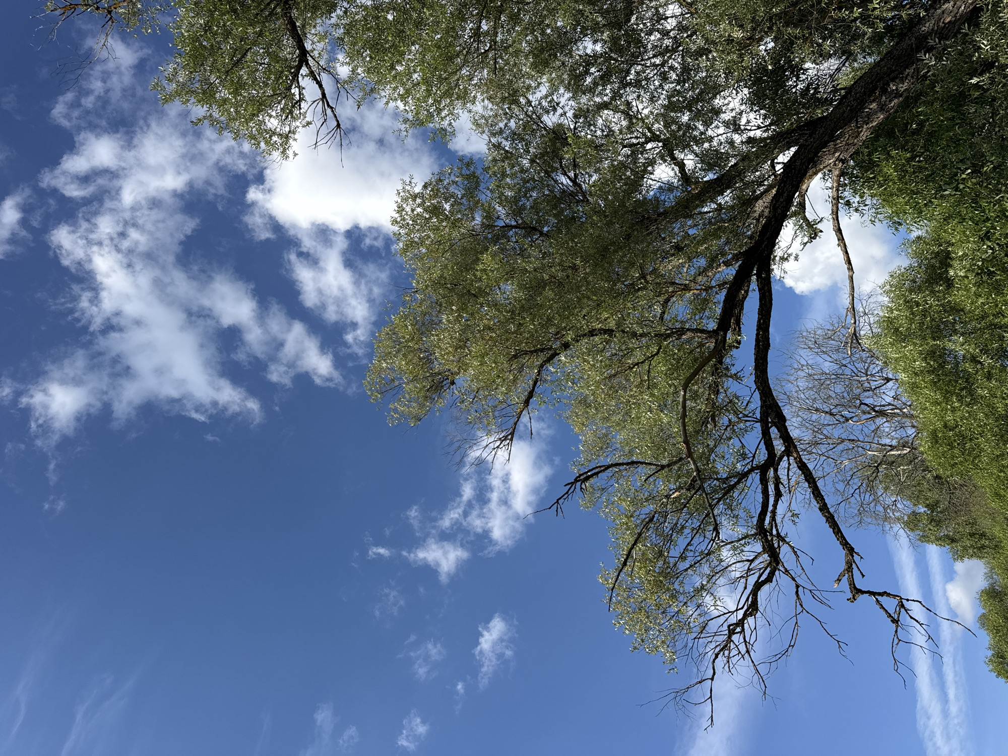 The image depicts a view looking up at a bright blue sky dotted with fluffy white clouds. In the foreground, several trees with green foliage and dark branches extend into the frame, some with bare, thin branches reaching out. The trees appear to be in a natural setting, possibly a park or a wooded area within the city of Serpukhov, Russia, given the context of the prompt. The lighting suggests it is daytime, with sunlight illuminating the leaves and casting some shadows. There are no people or explicit man-made structures visible in the immediate scene. The overall impression is one of a natural landscape under a partly cloudy sky.