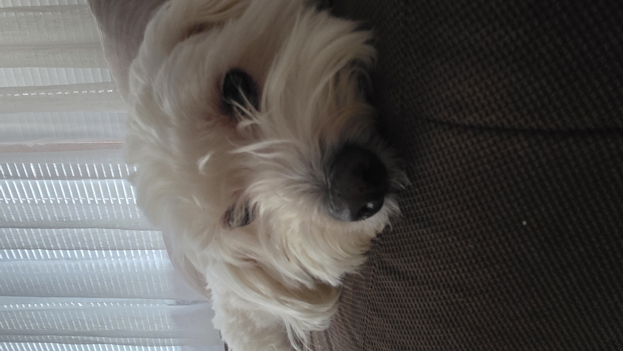 A close-up photograph depicts a fluffy, white dog lying on a brown textured surface, possibly a couch or blanket. To the left of the dog's head is a window covered with white blinds. The dog's face is oriented towards the viewer, though its eyes are partially closed. The image is shot at a close range, focusing on the dog's head and the immediate surroundings. No specific information regarding the location in Blagoevgrad, Bulgaria is provided.