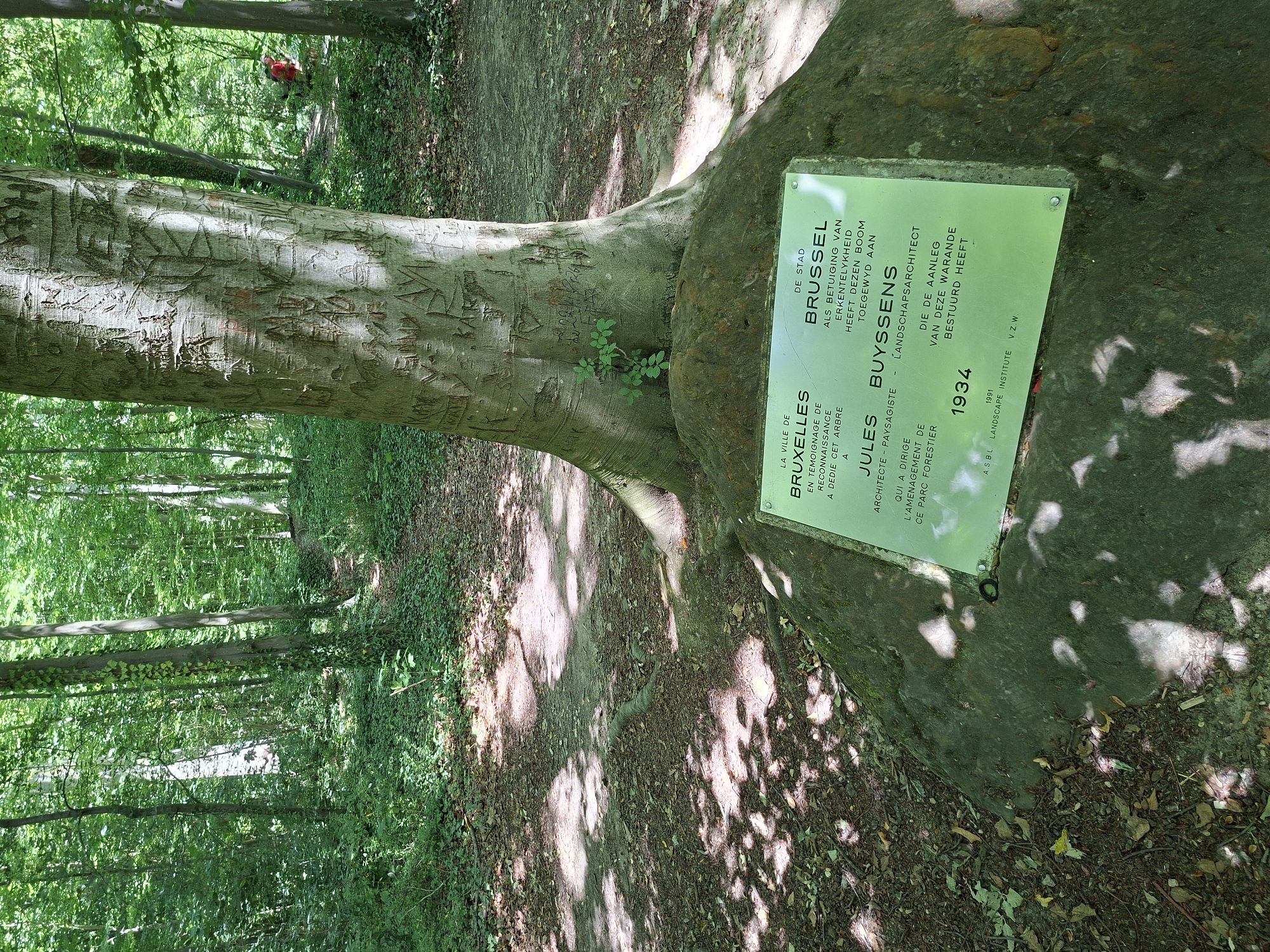 The image shows a large tree with carvings in its bark, set in a wooded area. At the base of the tree, resting on a large rock, is a plaque. The plaque is written in both French and Dutch. The French text states: "LA VILLE DE BRUXELLES EN TEMOIGNAGE DE RECONNAISSANCE A DEDIE CET ARBRE A JULES BUYSSENS ARCHITECTE - PAYSAGISTE QUI A DIRIGE L'AMENAGEMENT DE CE PARC FORESTIER 1934". The Dutch text states: "DE STAD BRUSSEL ALS BETUIGING VAN ERKENTELYKHEID HEEFT DEZEN BOOM TOEGEWYD AAN JULES BUYSSENS LANDSCHAPSARCHITECT DIE DE AANLEG VAN DEZE WARANDE BESTUURD HEEFT 1934". Below this, in smaller text, is "A.S.B.L. LANDSCAPE INSTITUTE V.Z.W. 1991". This suggests the tree was dedicated in 1934 to Jules Buyssens, an architect-landscaper who directed the development of this forest park, and the plaque was installed by the Landscape Institute in 1991. The environment is a forest with a path visible in the background, dappled sunlight filtering through the leaves, and foliage covering the ground.