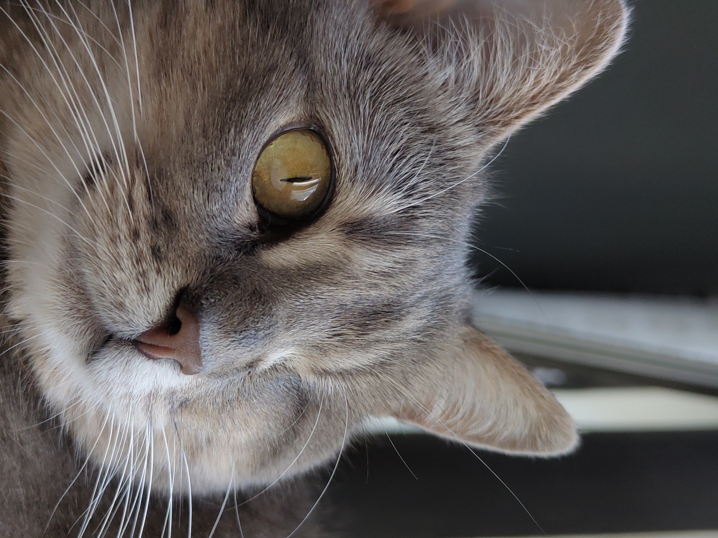 A close-up shot depicts the face of a gray tabby cat with one visible yellow-green eye. The cat is positioned at an angle, with its nose and whiskers prominent in the foreground. The ear is visible, and the fur is detailed. The background is out of focus. The location is not specified.