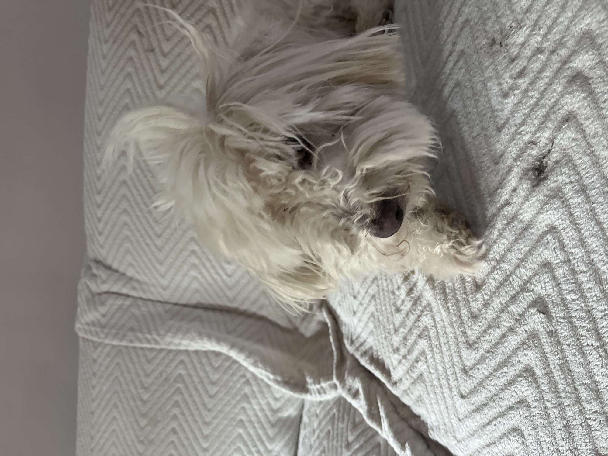 A fluffy, light-colored dog is lying on a white, textured blanket. The dog's fur is long and appears slightly disheveled, partially obscuring its face. The blanket has a chevron pattern. The background is a plain, light gray wall. The image is taken from a slightly high angle, looking down at the dog.