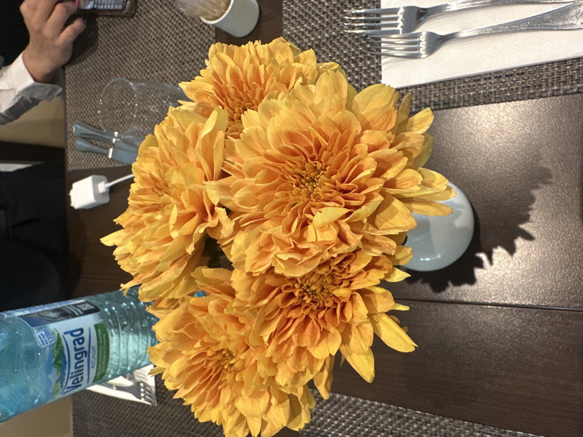 The image depicts a table setting, possibly in a restaurant, in Obrochishte, Bulgaria. A vase containing several orange dahlia flowers is the central focus, casting a shadow on the dark wooden table. Utensils (forks) are laid out on a white napkin, suggesting a place setting. A bottle of Velingrad water is visible, along with a partially seen wine glass and a small white cup or container. A person's hand, wearing what appears to be a white shirt or blouse, is visible in the upper left corner of the frame, possibly holding a mobile phone. The tablecloth has a textured, gray woven pattern.