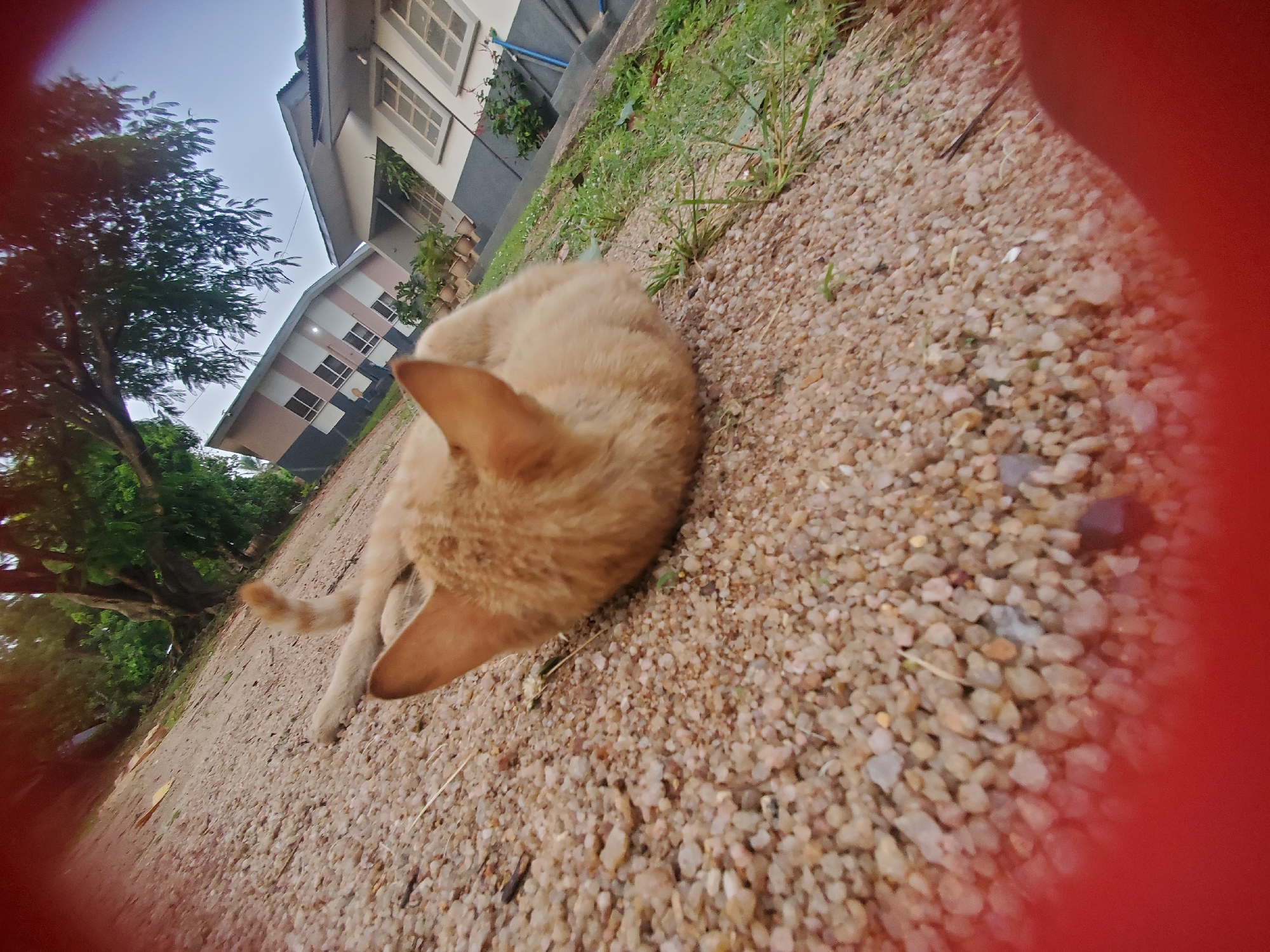 The image is a low-angle, wide shot of an orange cat lying on its side on a gravelly, sandy surface. The cat is curled up with its head tucked in, its tail extending upwards. In the background, a building with a distinctive architectural style, characterized by angled sections and prominent windows, is visible. The building appears to be a residential or institutional structure, possibly part of a campus or a housing estate. Trees with dense foliage are present above and around the building, suggesting an outdoor setting with moderate vegetation. The sky is overcast, indicating a cloudy day. The foreground of the image is dominated by the gravel and sand, with some blades of grass and scattered plant debris. A portion of a blurry red object is visible in the extreme lower left and right of the frame, likely a part of the camera's lens or a protective cover. The scene is devoid of any human presence, and the cat appears to be resting peacefully. The location is identified as Jos, Nigeria, a city known for its hilly terrain and cooler climate, which could be consistent with the vegetation and architectural style depicted.