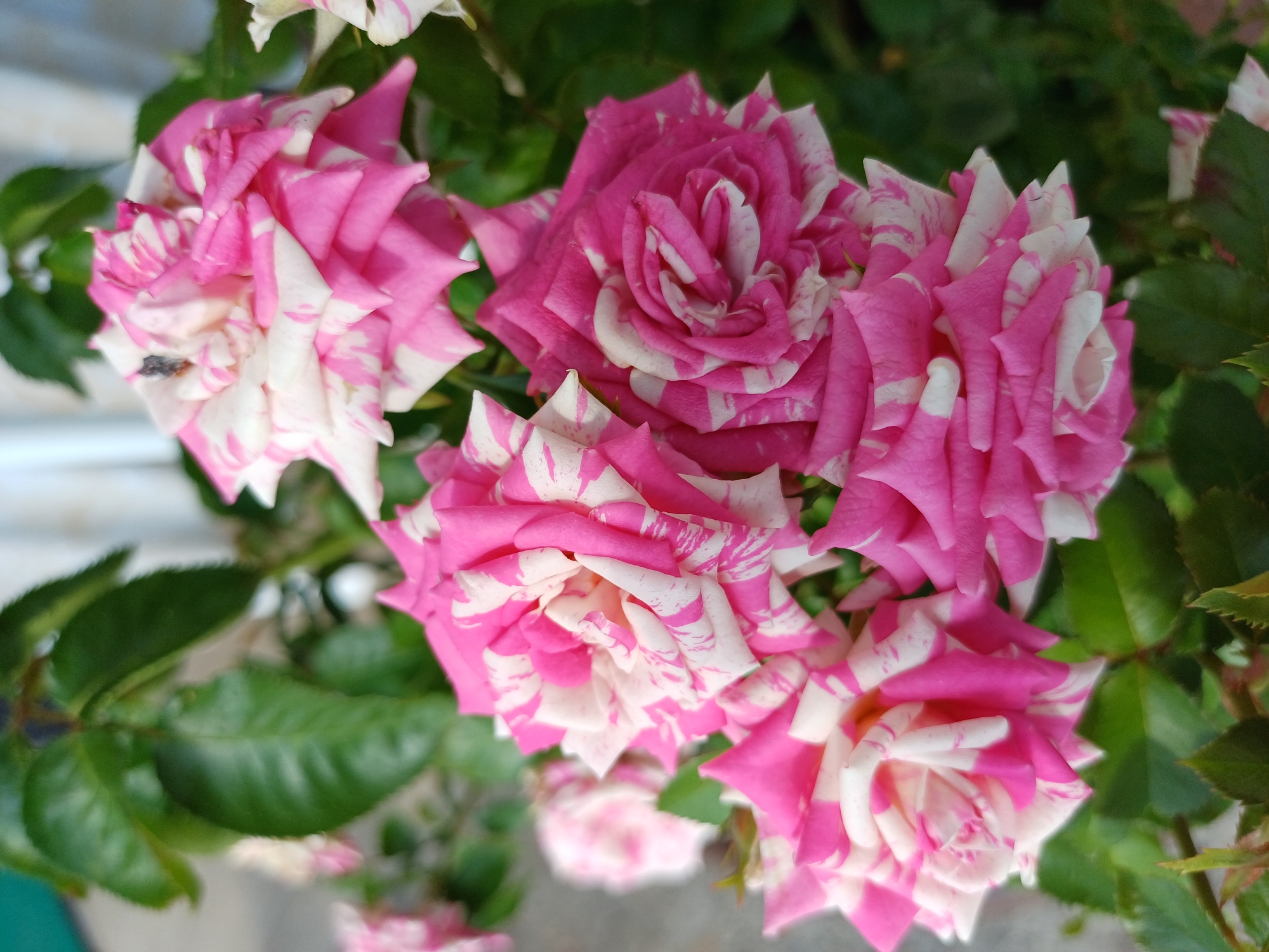 A close-up shot showcases a cluster of variegated roses, predominantly pink with streaks of white. The roses appear to be in full bloom, with some buds still forming. The textures of the petals are visible, with delicate folds and ruffled edges. One rose, towards the left side of the frame, has a small insect on its petals. The background is filled with lush green leaves and foliage, suggesting a garden setting. The lighting indicates it is daytime, with the sun casting soft shadows. The overall mood is serene and natural, highlighting the beauty of the flowers. There is no visible text in the image. The location context is Sochi, Russia.