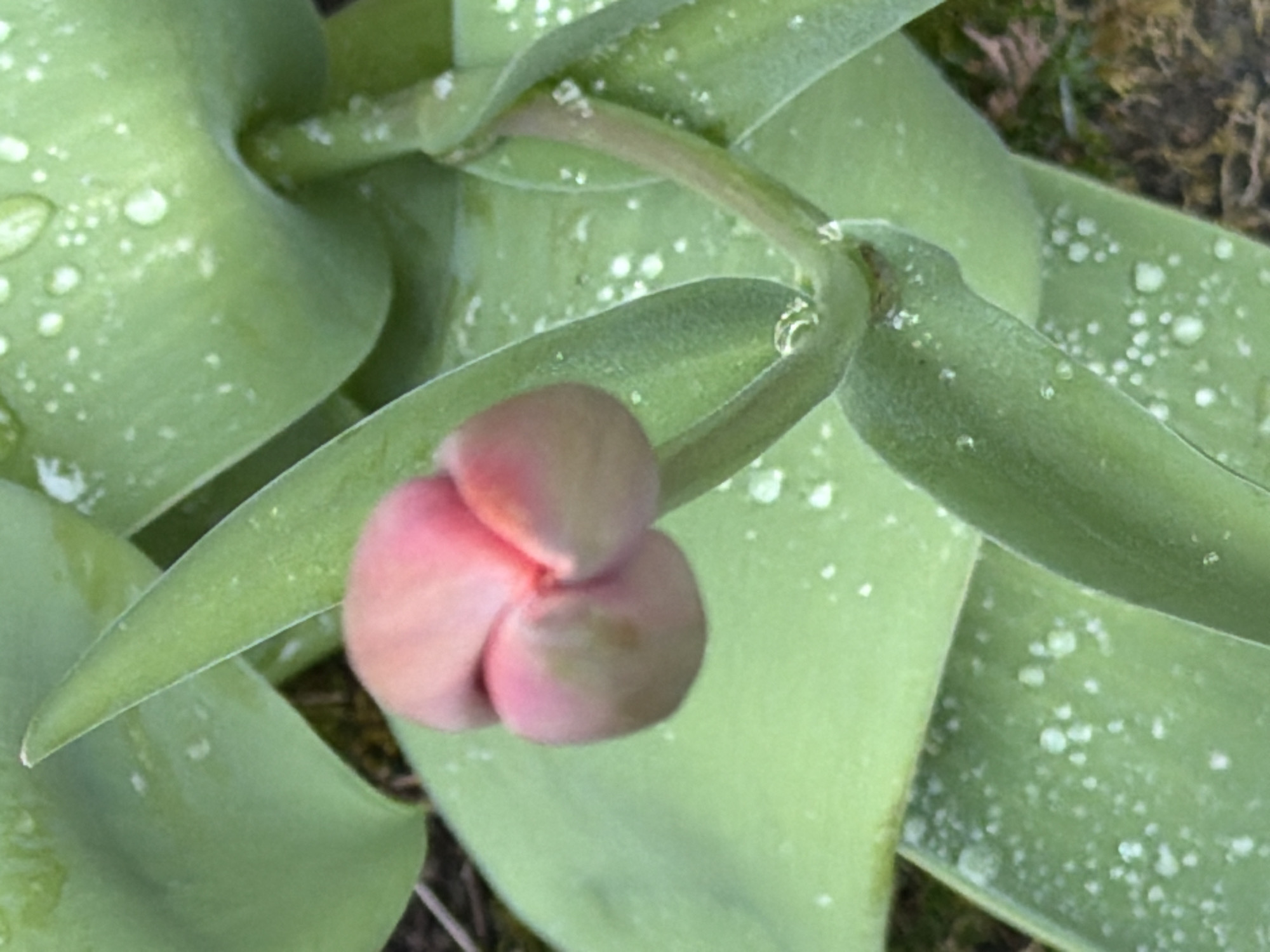 A close-up captures a tulip bud, predominantly pink, nestled among vibrant green leaves. Small white specks, possibly water droplets or a powdery substance, are scattered across the leaves. The bud is tightly closed, suggesting it is yet to bloom. The scene's context, a garden or flowerbed in Esch-sur-Alzette, Luxembourg, is not directly evident but inferred from the floral elements and the possible outdoor setting indicated by the background's texture. No people are visible.