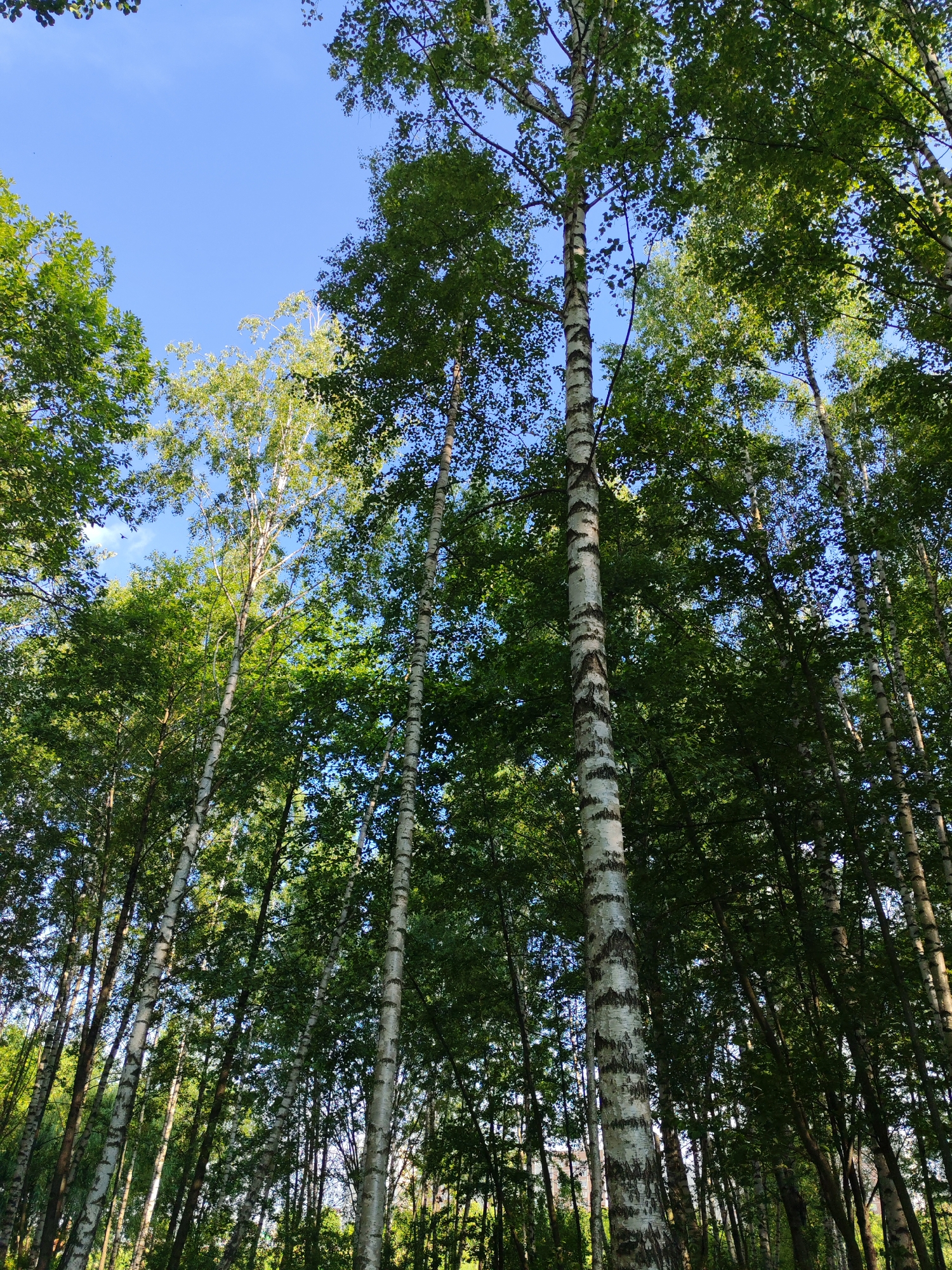 An upward-looking, medium shot captures a dense forest of birch trees against a clear blue sky. The trees are tall and slender, with distinctive white bark marked by black horizontal lines. Sunlight filters through the green foliage, creating a dappled effect. The scene is situated in a natural environment, likely a park or wooded area, within the city of Unknown. No people or animals are visible in the frame.