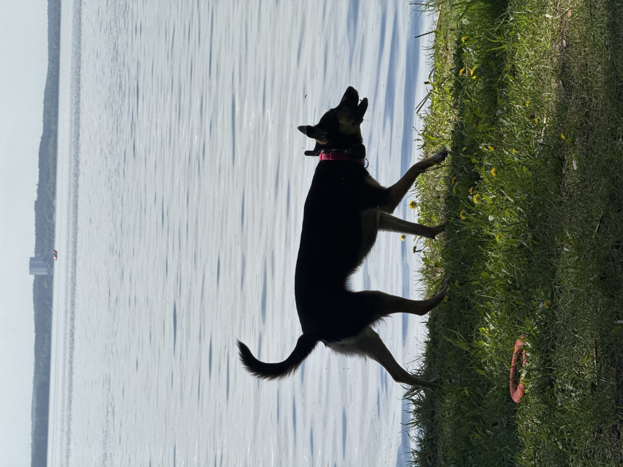The image shows a dog on a grassy bank next to water. The dog is mostly black with brown legs, wearing a pink collar. It appears to be standing or jumping, with its head tilted upwards. A red frisbee is on the grass near the dog's paws. The water is in the background and has small wave patterns. The grass is green with yellow dandelions. In the distance, across the water, is a small building and trees. The image seems to be taken in Ждановіцкі сельскі Савет, Belarus.