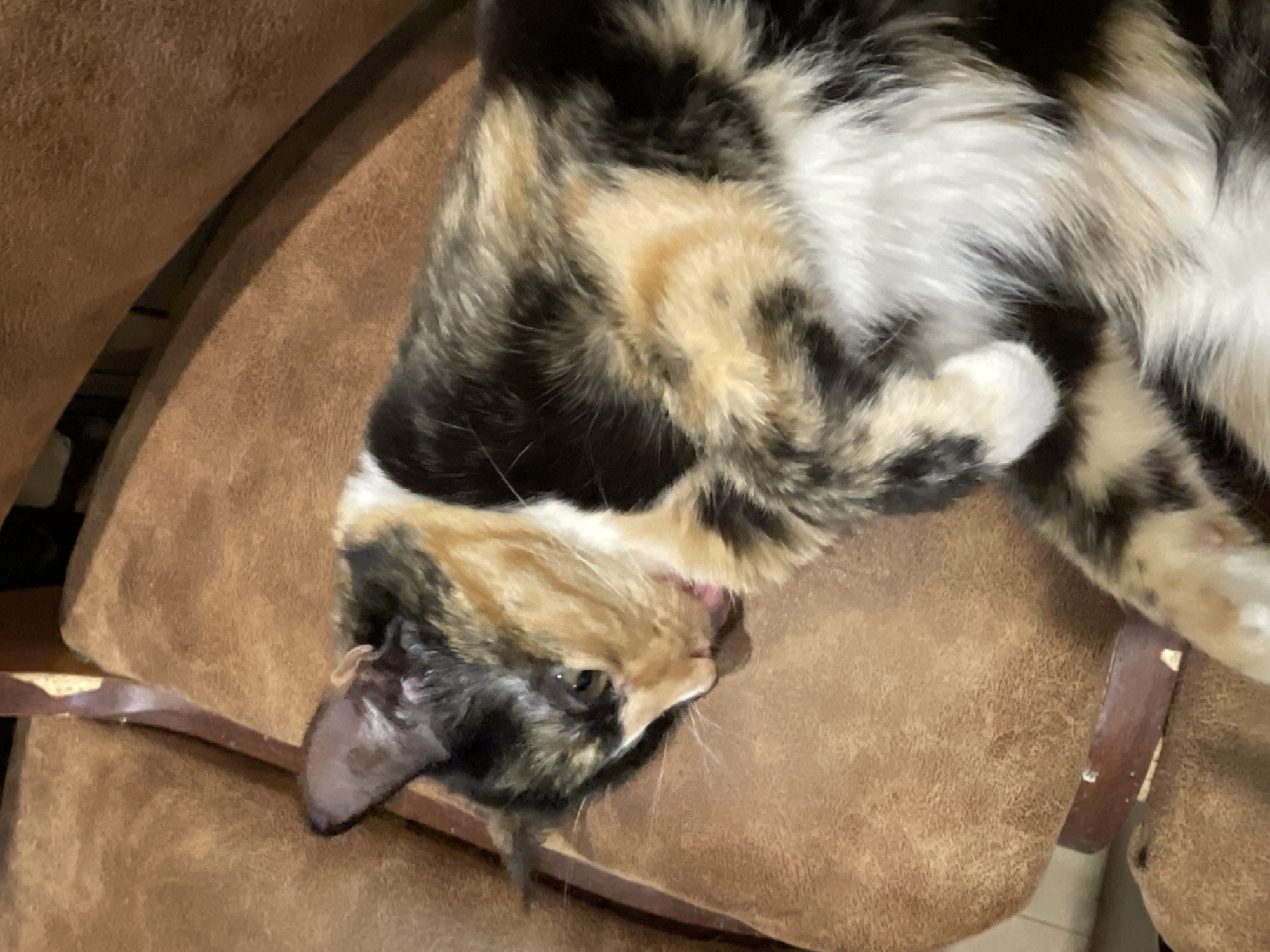 A calico cat is lying on its side on a brown upholstered surface, likely a chair. The cat's fur is a mix of black, orange, and white patches. Its head is turned to the left, with its eyes partially closed and its mouth open, showing a pink tongue. One of its paws is tucked under its chin. The background consists of more of the brown upholstered surface. The image does not provide any information about the city of Kirovo-Chepetsk, Russia.